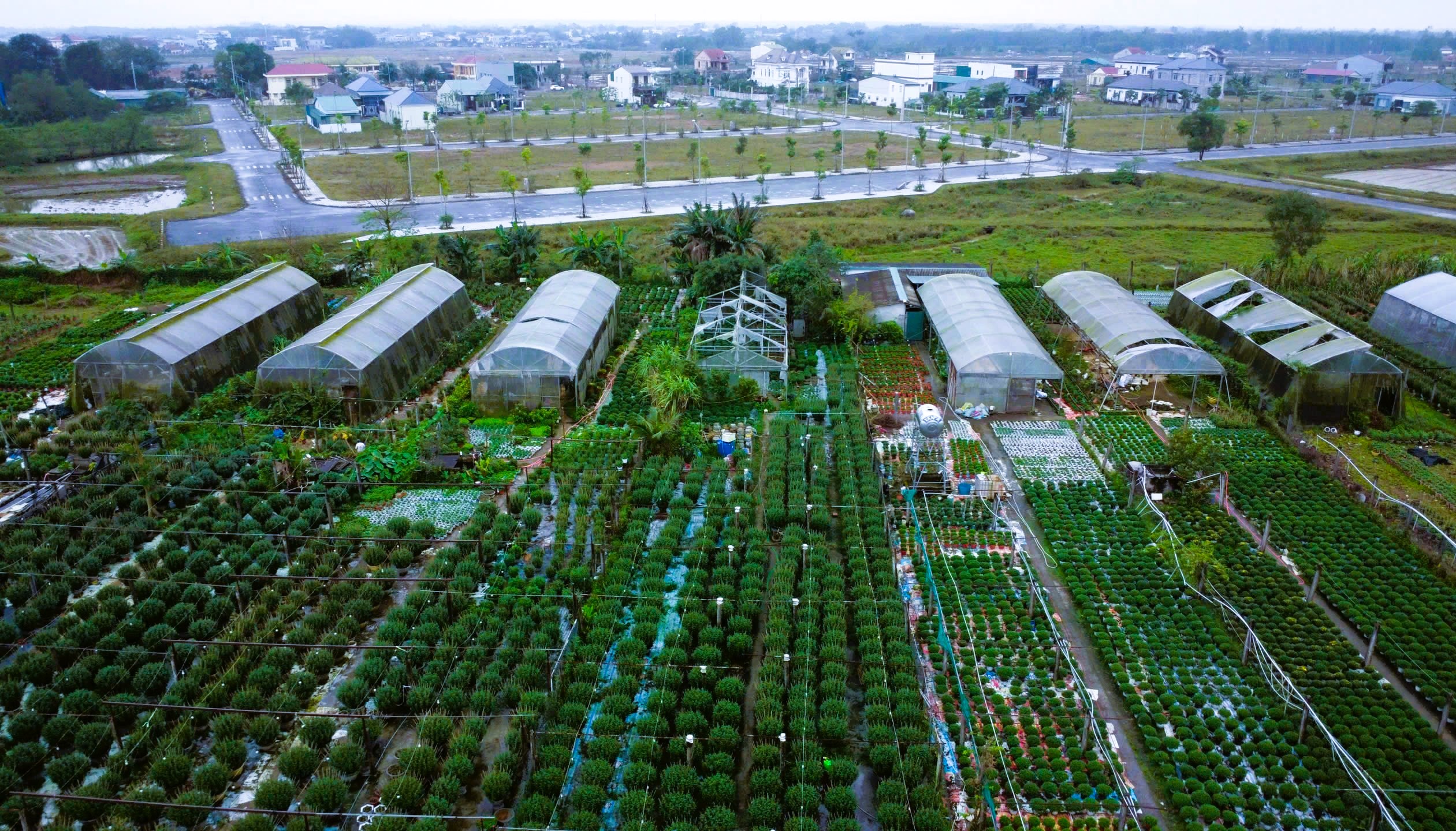 L&agrave;ng hoa Tết nức tiếng ở Quảng Trị tất bật v&agrave;o vụ- Ảnh 8.