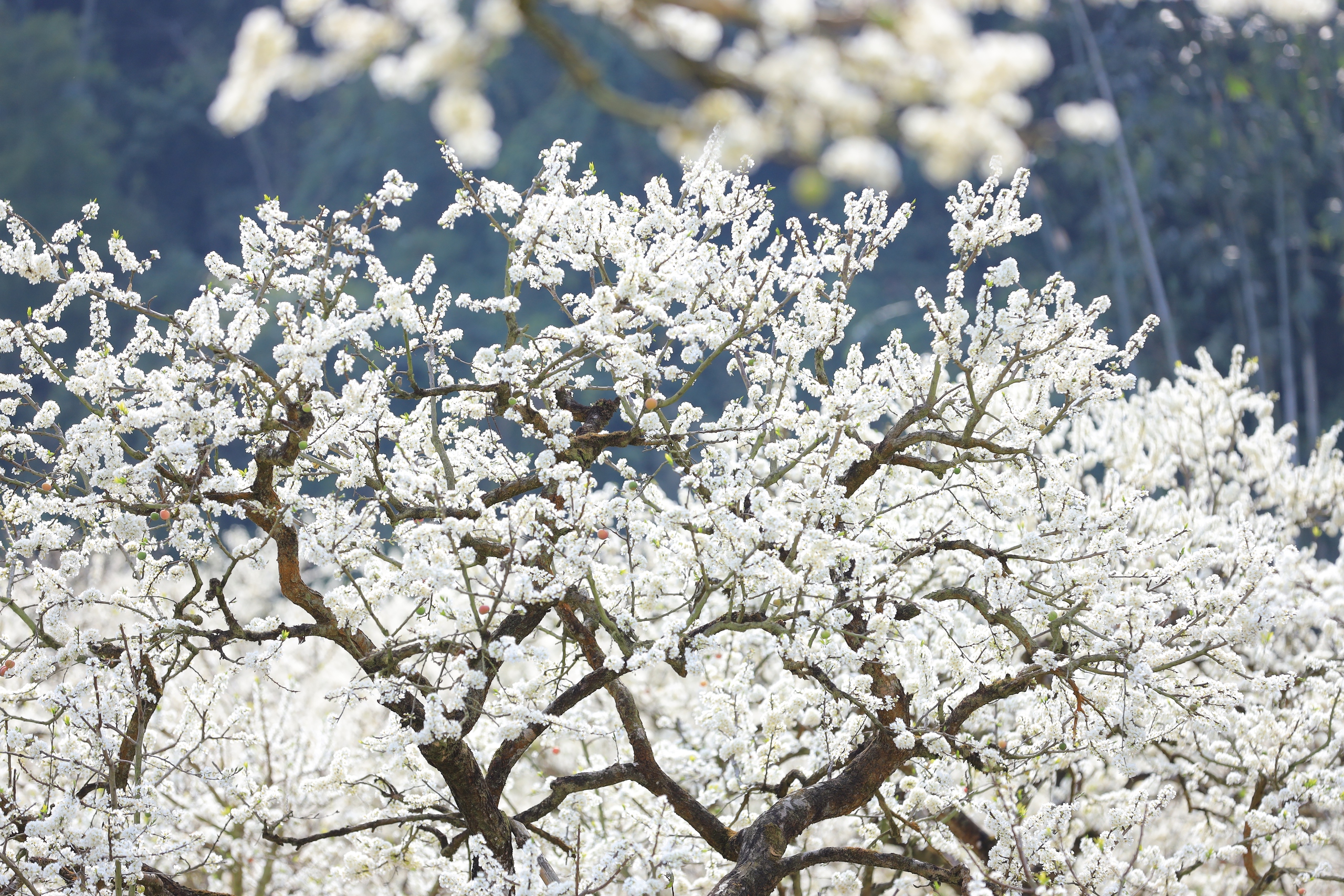 Lạc giữa &ldquo;miền cổ t&iacute;ch&rdquo; hoa mận Mộc Ch&acirc;u- Ảnh 2.