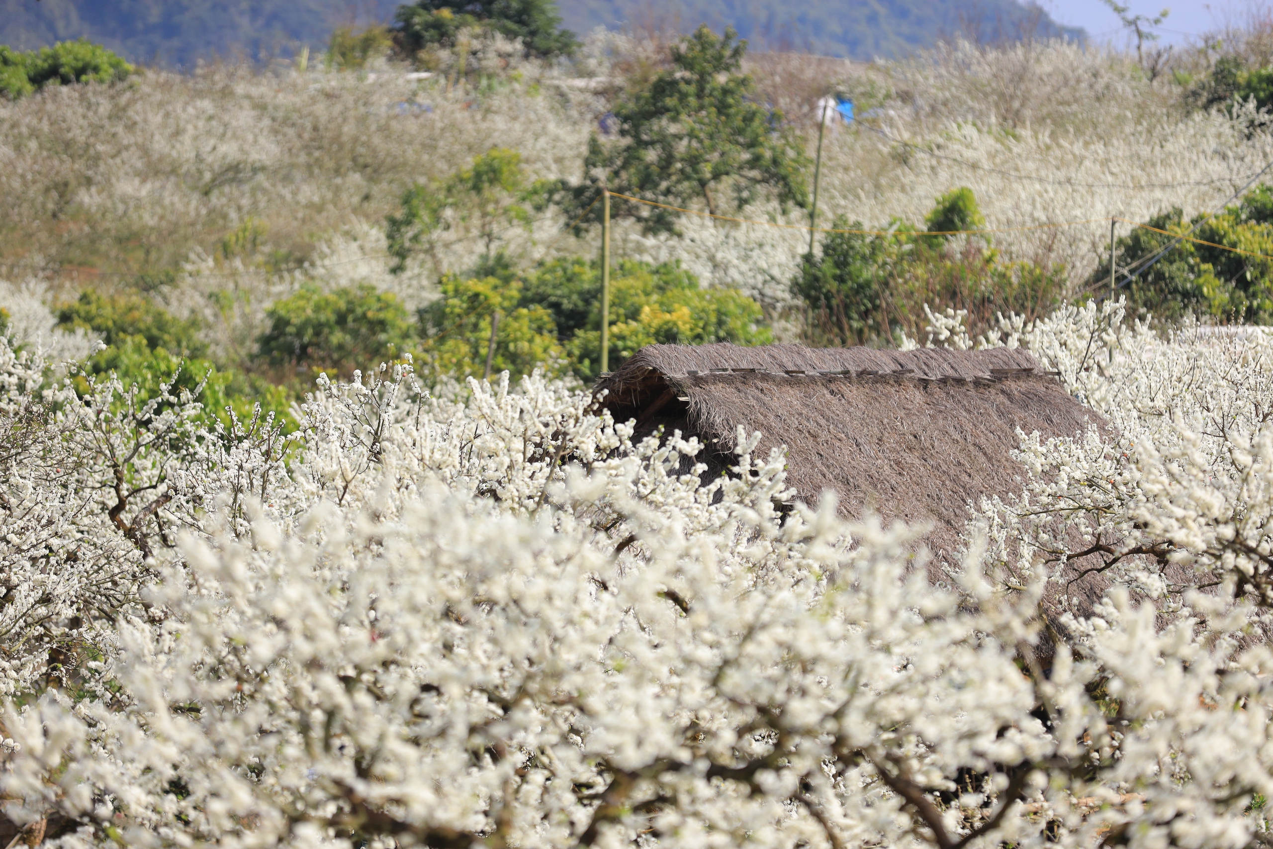 Lạc giữa &ldquo;miền cổ t&iacute;ch&rdquo; hoa mận Mộc Ch&acirc;u- Ảnh 4.