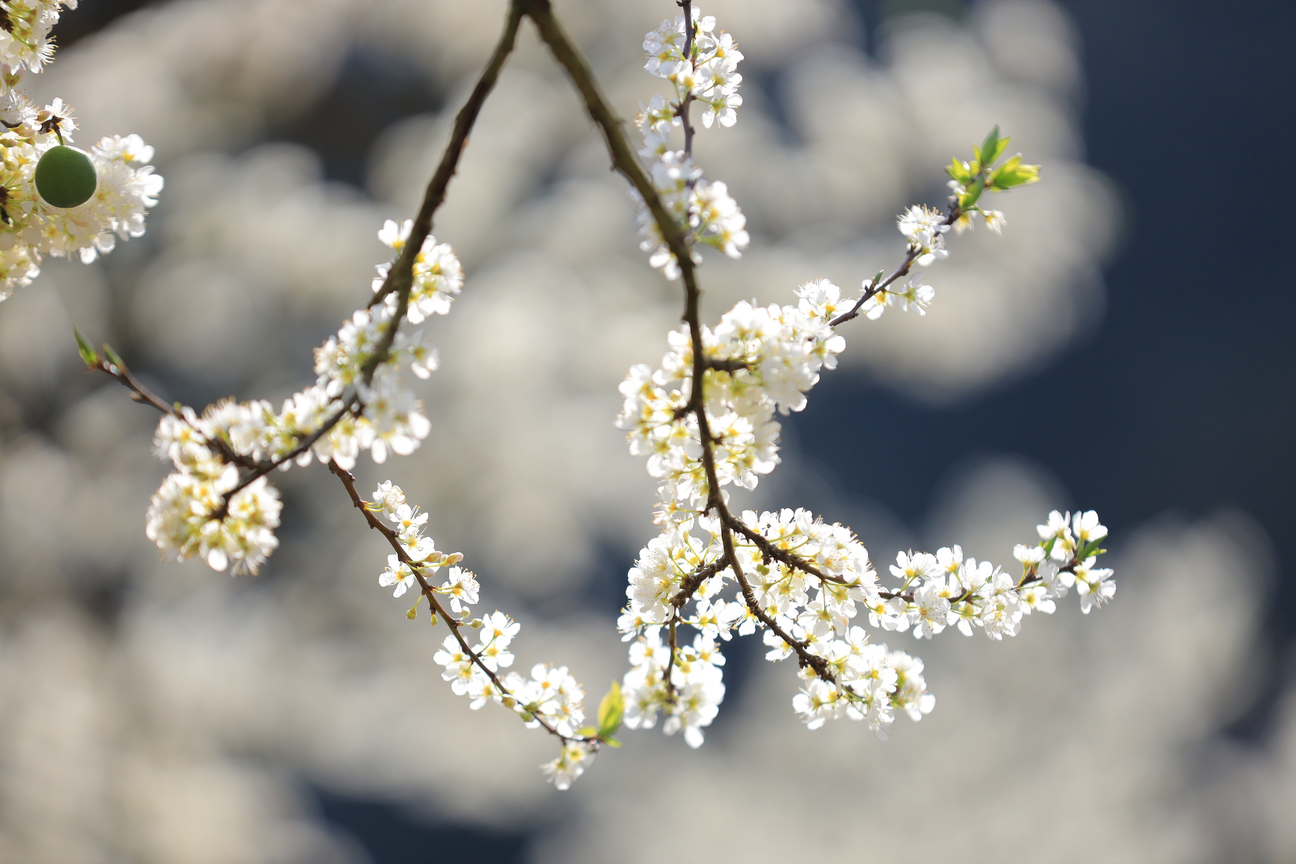 Lạc giữa &ldquo;miền cổ t&iacute;ch&rdquo; hoa mận Mộc Ch&acirc;u- Ảnh 5.