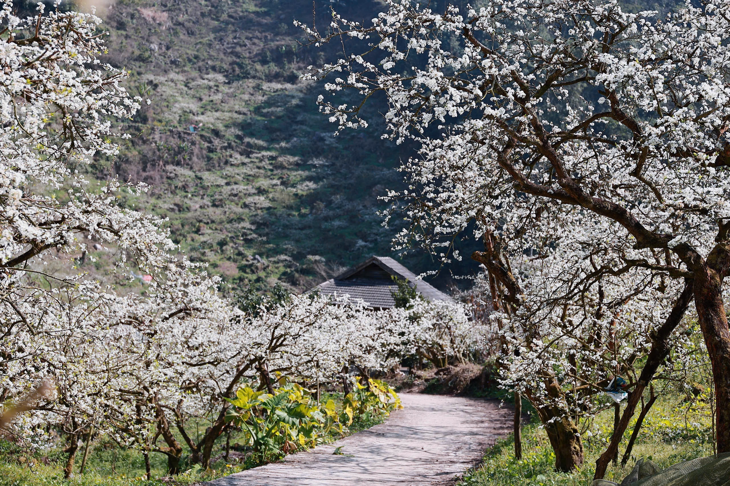 Lạc giữa &ldquo;miền cổ t&iacute;ch&rdquo; hoa mận Mộc Ch&acirc;u- Ảnh 6.