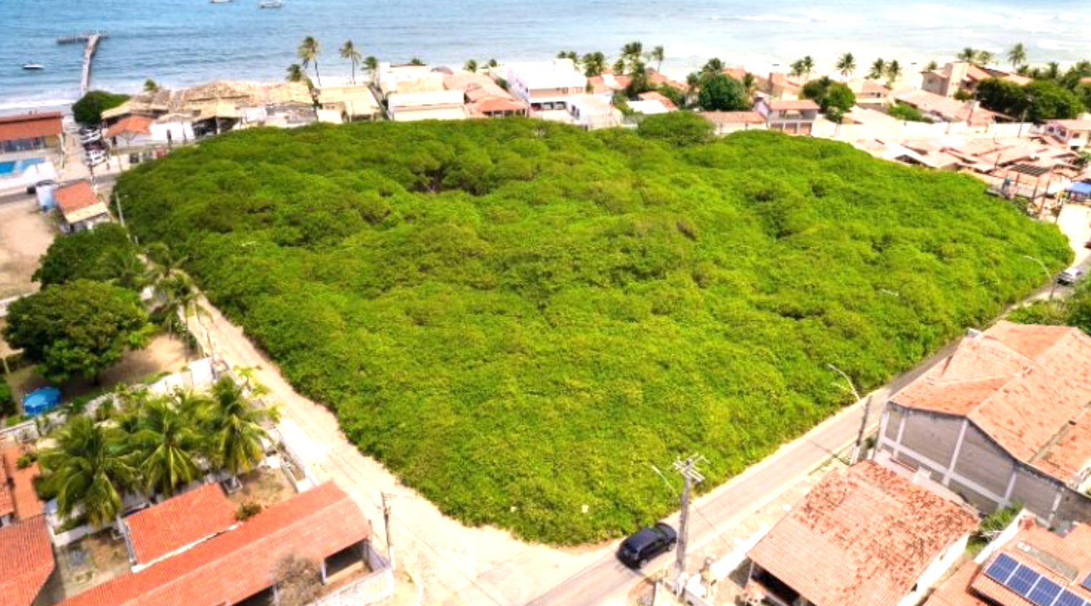 C&acirc;y đại thụ ở Brazil nh&igrave;n tựa cả c&aacute;nh rừng, mang đến nguồn sống cho cả một v&ugrave;ng- Ảnh 1.