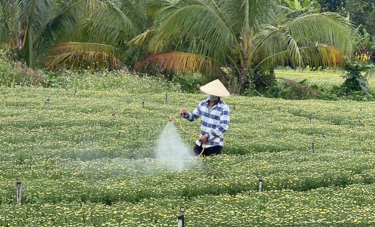 Cận tết B&iacute;nh Ngọ 2026, nh&agrave; vườn Đồng Nai tất bật v&agrave;o vụ hoa cao điểm- Ảnh 15.