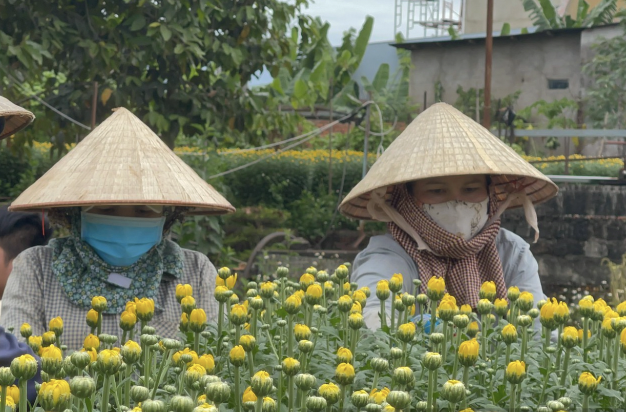 Cận tết B&iacute;nh Ngọ 2026, nh&agrave; vườn Đồng Nai tất bật v&agrave;o vụ hoa cao điểm- Ảnh 14.