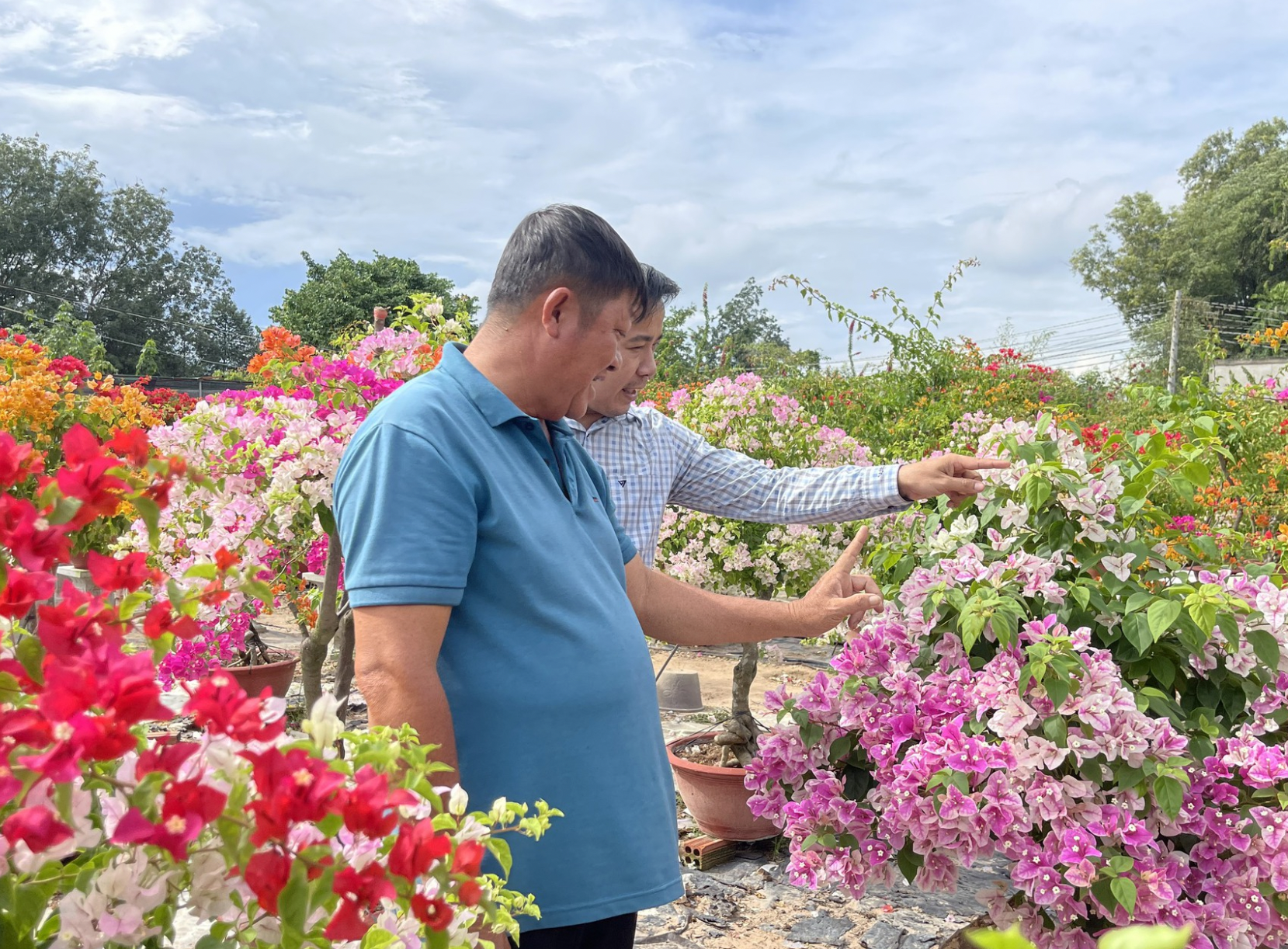 Cận tết B&iacute;nh Ngọ 2026, nh&agrave; vườn Đồng Nai tất bật v&agrave;o vụ hoa cao điểm- Ảnh 7.