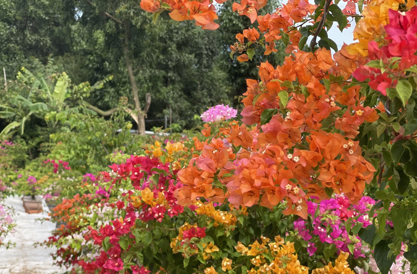 Cận tết B&iacute;nh Ngọ 2026, nh&agrave; vườn Đồng Nai tất bật v&agrave;o vụ hoa cao điểm- Ảnh 8.