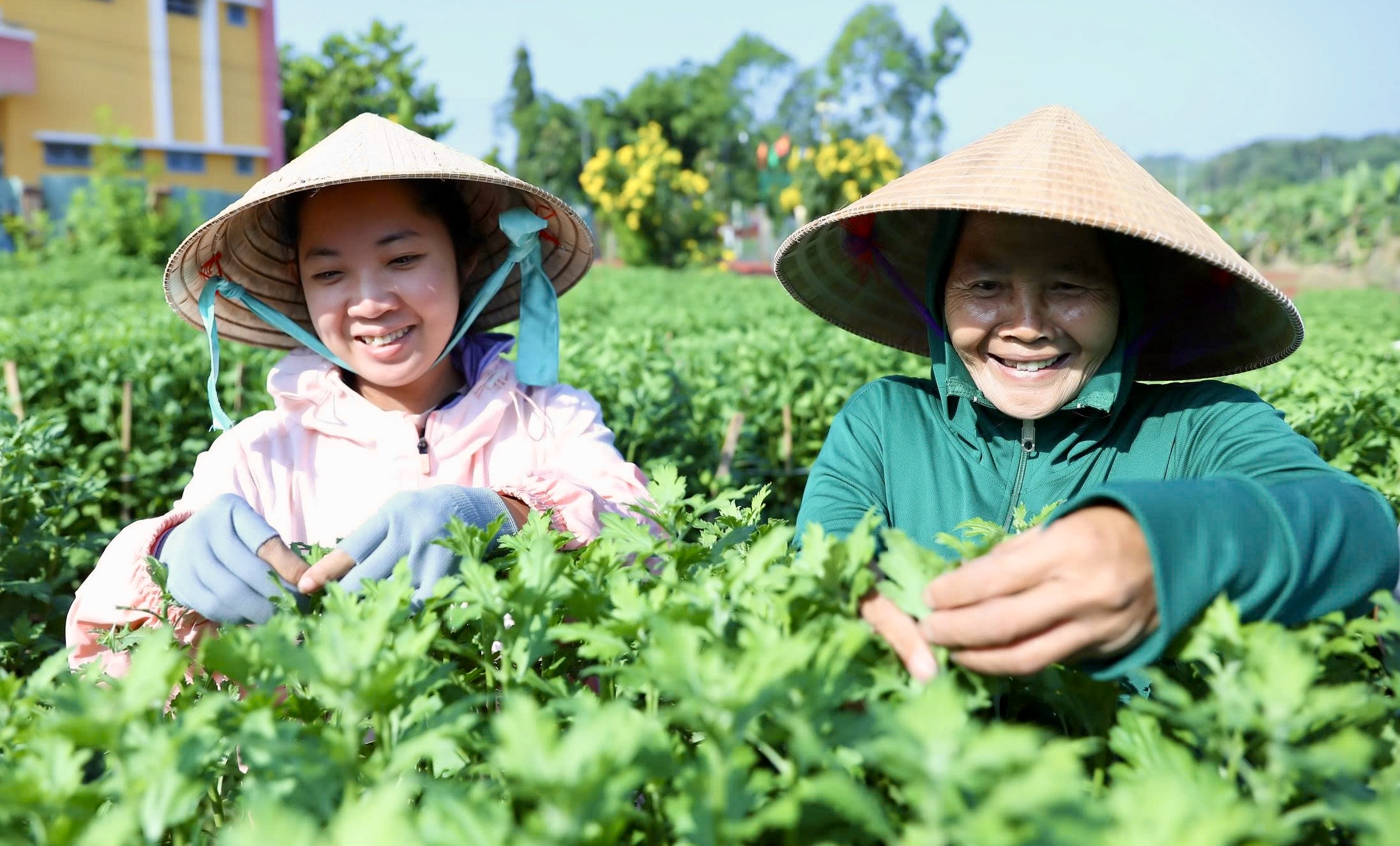 Cận tết B&iacute;nh Ngọ 2026, nh&agrave; vườn Đồng Nai tất bật v&agrave;o vụ hoa cao điểm- Ảnh 5.