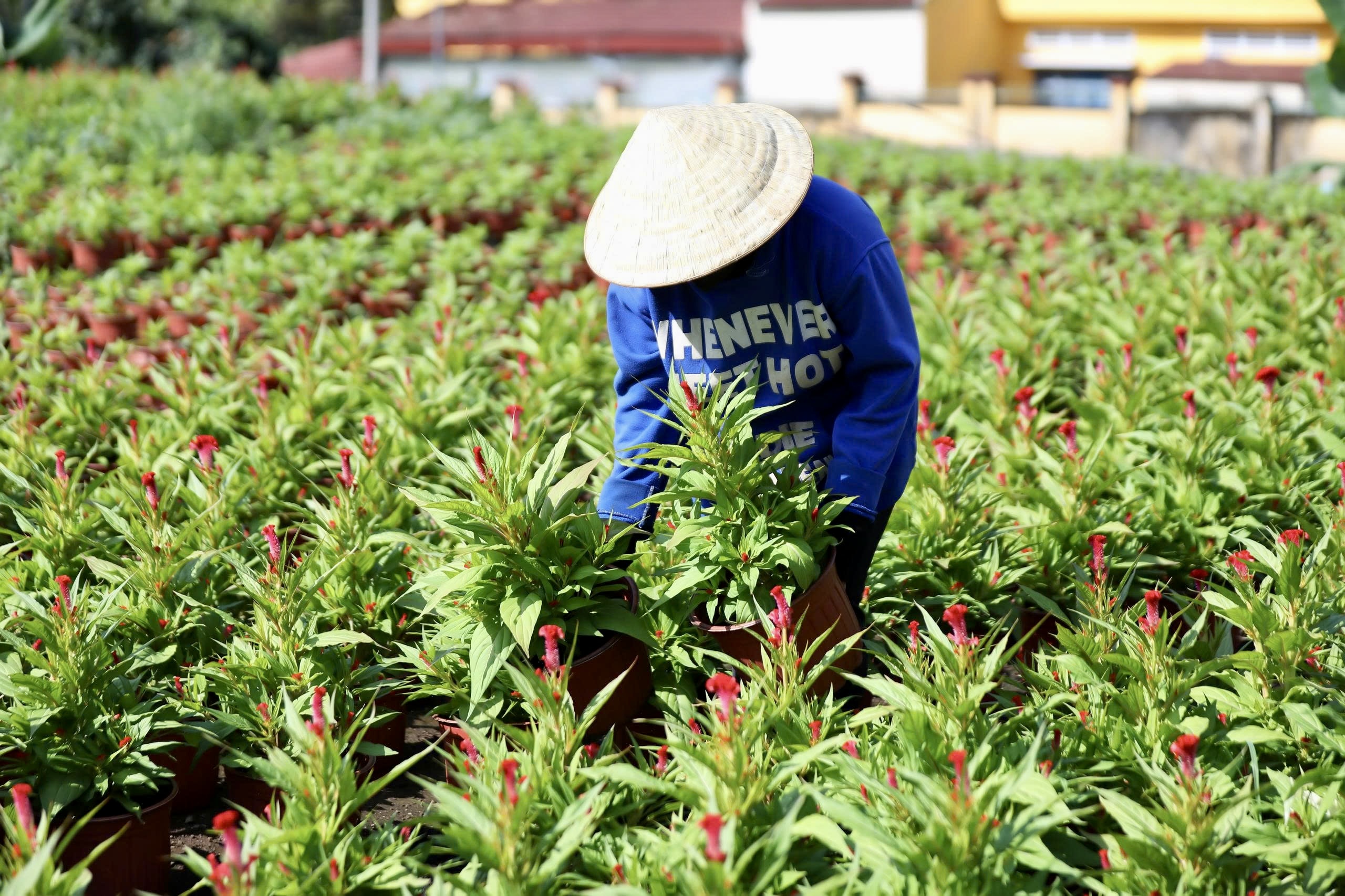 Cận tết B&iacute;nh Ngọ 2026, nh&agrave; vườn Đồng Nai tất bật v&agrave;o vụ hoa cao điểm- Ảnh 16.