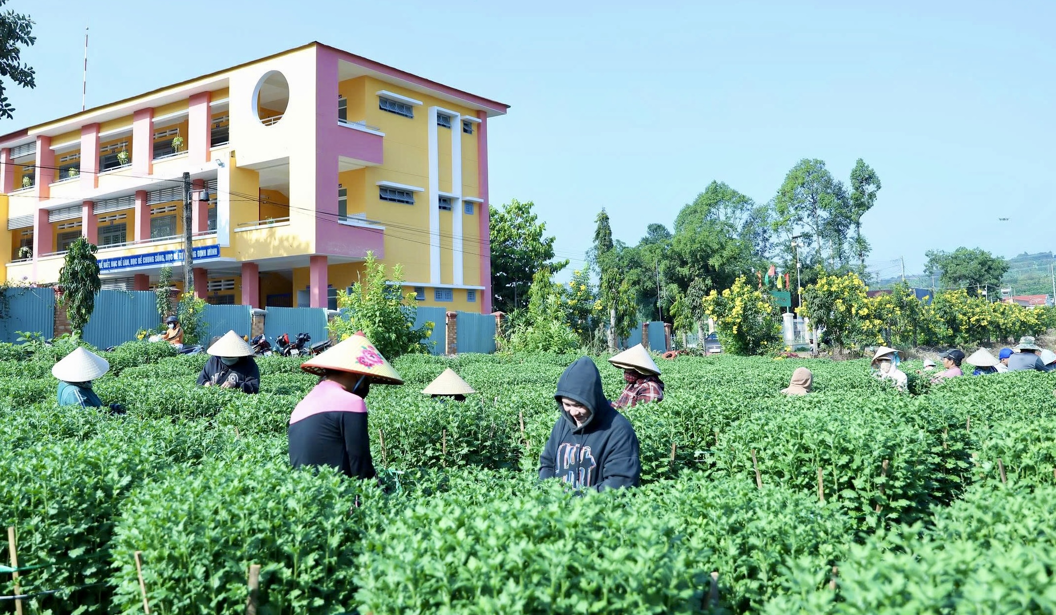 Cận tết B&iacute;nh Ngọ 2026, nh&agrave; vườn Đồng Nai tất bật v&agrave;o vụ hoa cao điểm- Ảnh 9.