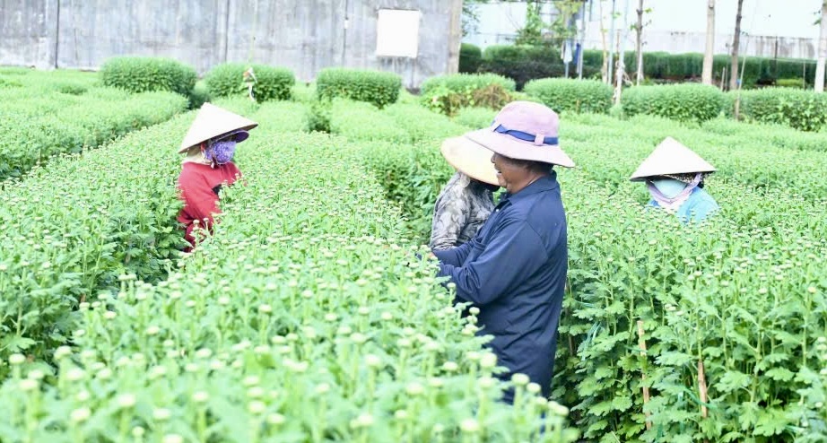 Cận tết B&iacute;nh Ngọ 2026, nh&agrave; vườn Đồng Nai tất bật v&agrave;o vụ hoa cao điểm- Ảnh 10.