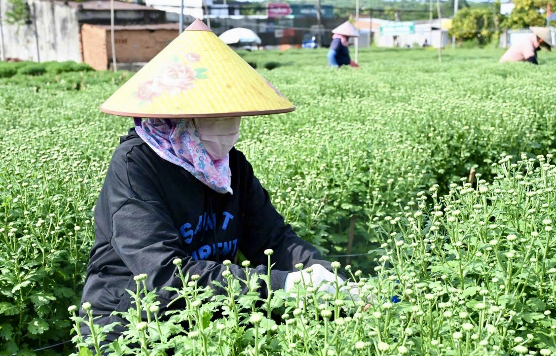 Cận tết B&iacute;nh Ngọ 2026, nh&agrave; vườn Đồng Nai tất bật v&agrave;o vụ hoa cao điểm- Ảnh 11.