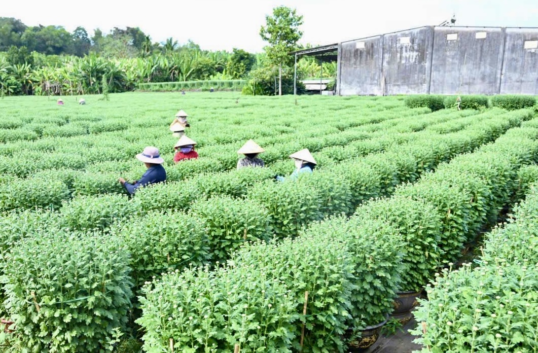 Cận tết B&iacute;nh Ngọ 2026, nh&agrave; vườn Đồng Nai tất bật v&agrave;o vụ hoa cao điểm- Ảnh 3.