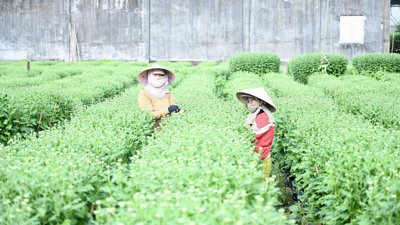 Cận tết B&iacute;nh Ngọ 2026, nh&agrave; vườn Đồng Nai tất bật v&agrave;o vụ hoa cao điểm- Ảnh 12.