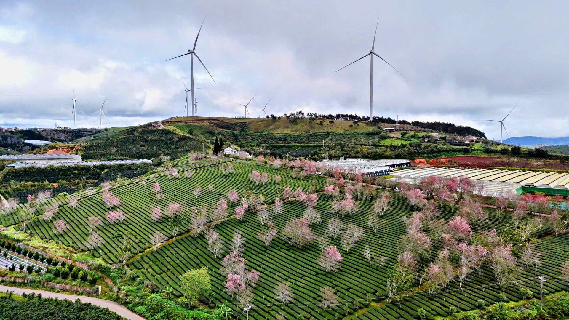 Lâm Đồng: Doanh thu du lịch dịp Tết Dương lịch ước đạt khoảng 1.200 tỷ đồng- Ảnh 1. Lâm Đồng: Doanh thu du lịch dịp Tết Dương lịch ước đạt khoảng 1.200 tỷ đồng- Ảnh 1.