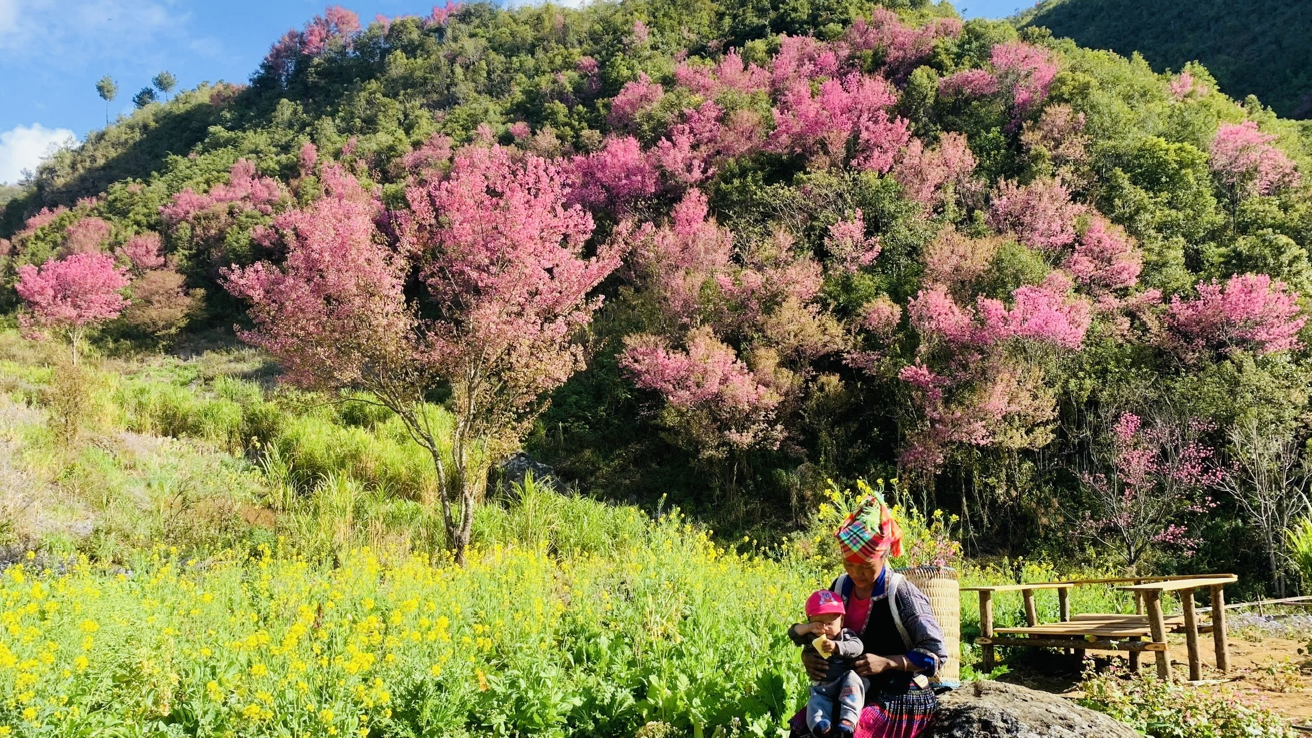 Du kh&aacute;ch đổ về M&ugrave; Cang Chải chi&ecirc;m ngưỡng hoa tớ d&agrave;y- Ảnh 9.