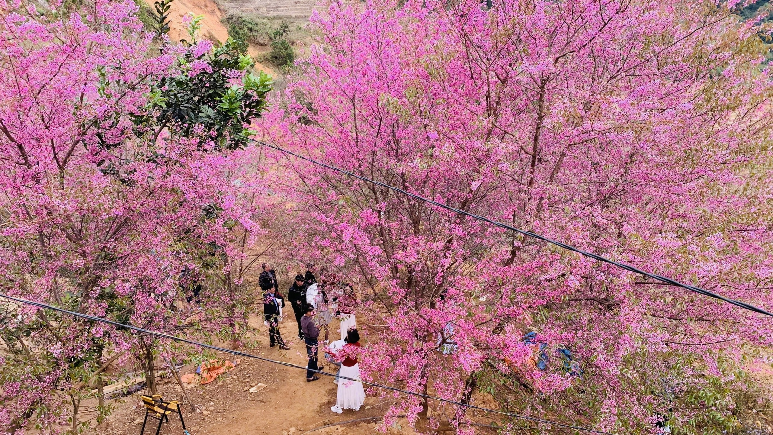 Du kh&aacute;ch đổ về M&ugrave; Cang Chải chi&ecirc;m ngưỡng hoa tớ d&agrave;y- Ảnh 11.