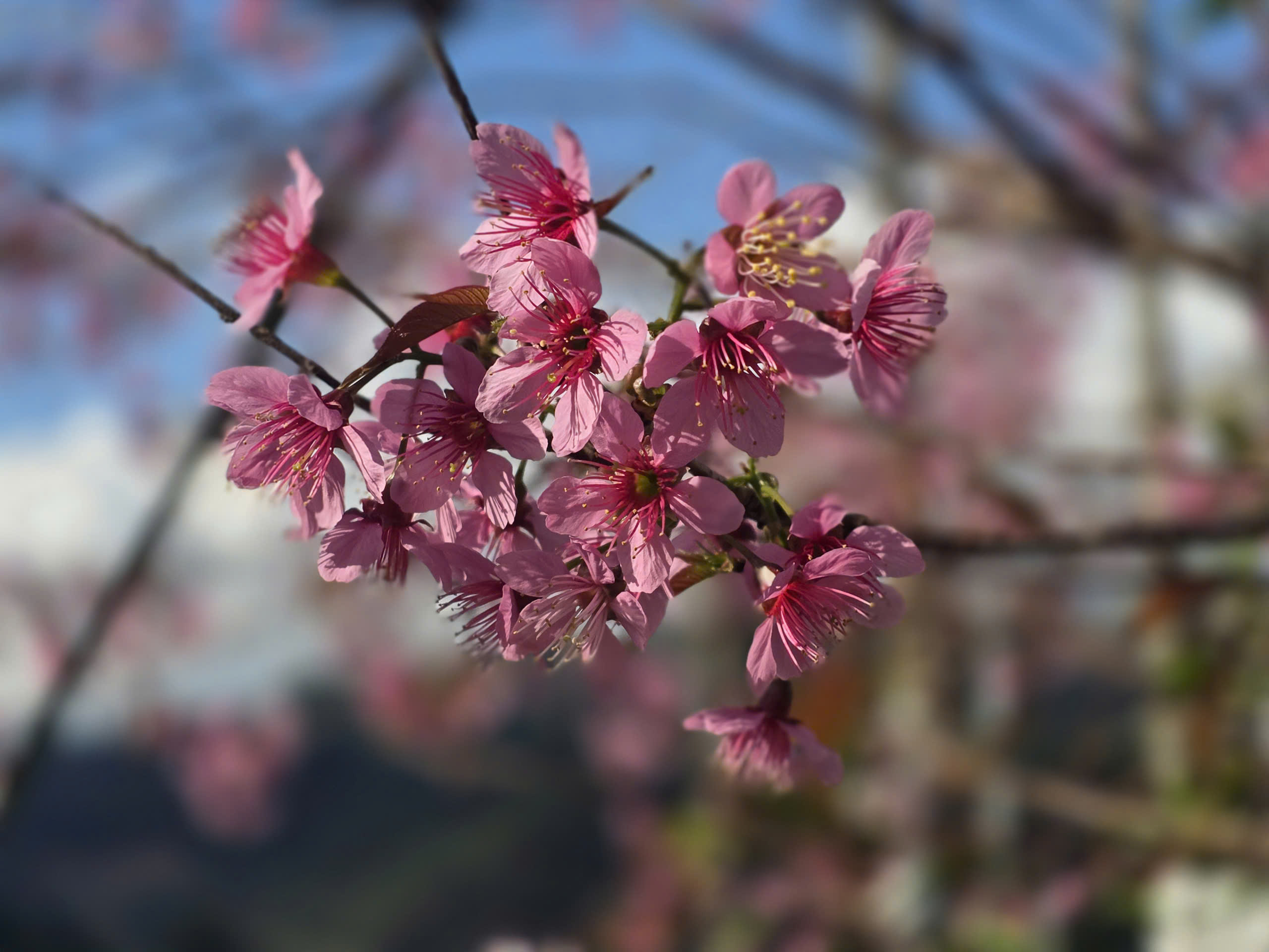 Du kh&aacute;ch đổ về M&ugrave; Cang Chải chi&ecirc;m ngưỡng hoa tớ d&agrave;y- Ảnh 4.