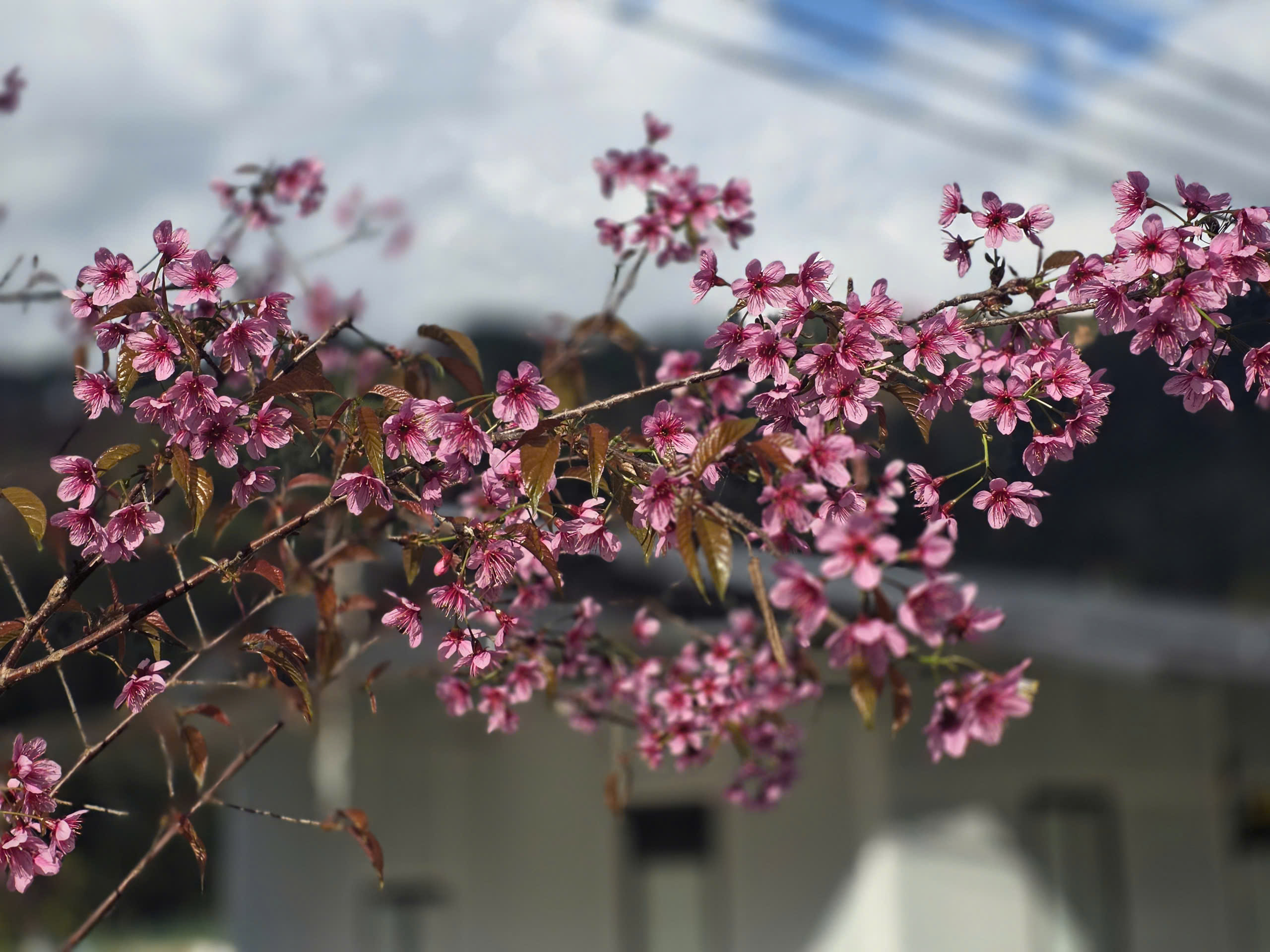 Du kh&aacute;ch đổ về M&ugrave; Cang Chải chi&ecirc;m ngưỡng hoa tớ d&agrave;y- Ảnh 7.