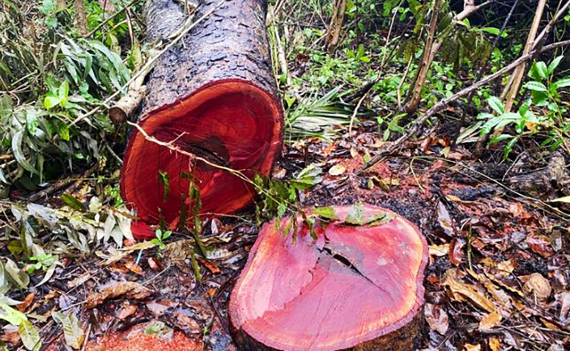 Cần Thơ chuyển vụ đốn hạ 42 c&acirc;y xanh tại Khu văn h&oacute;a Hồ Nước Ngọt sang cơ quan điều tra - Ảnh 1.