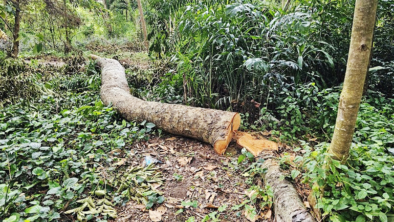 Cần Thơ chuyển vụ đốn hạ 42 c&acirc;y xanh tại Khu văn h&oacute;a Hồ Nước Ngọt sang cơ quan điều tra - Ảnh 2.