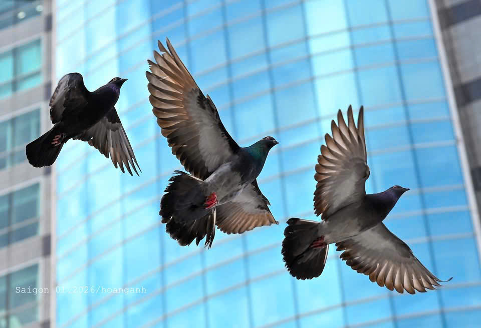 Khám phá view tỷ đô từ Sai Gon Marina IFC - Nơi tổ chức Diễn đàn Bất động sản năm 2026- Ảnh 6.