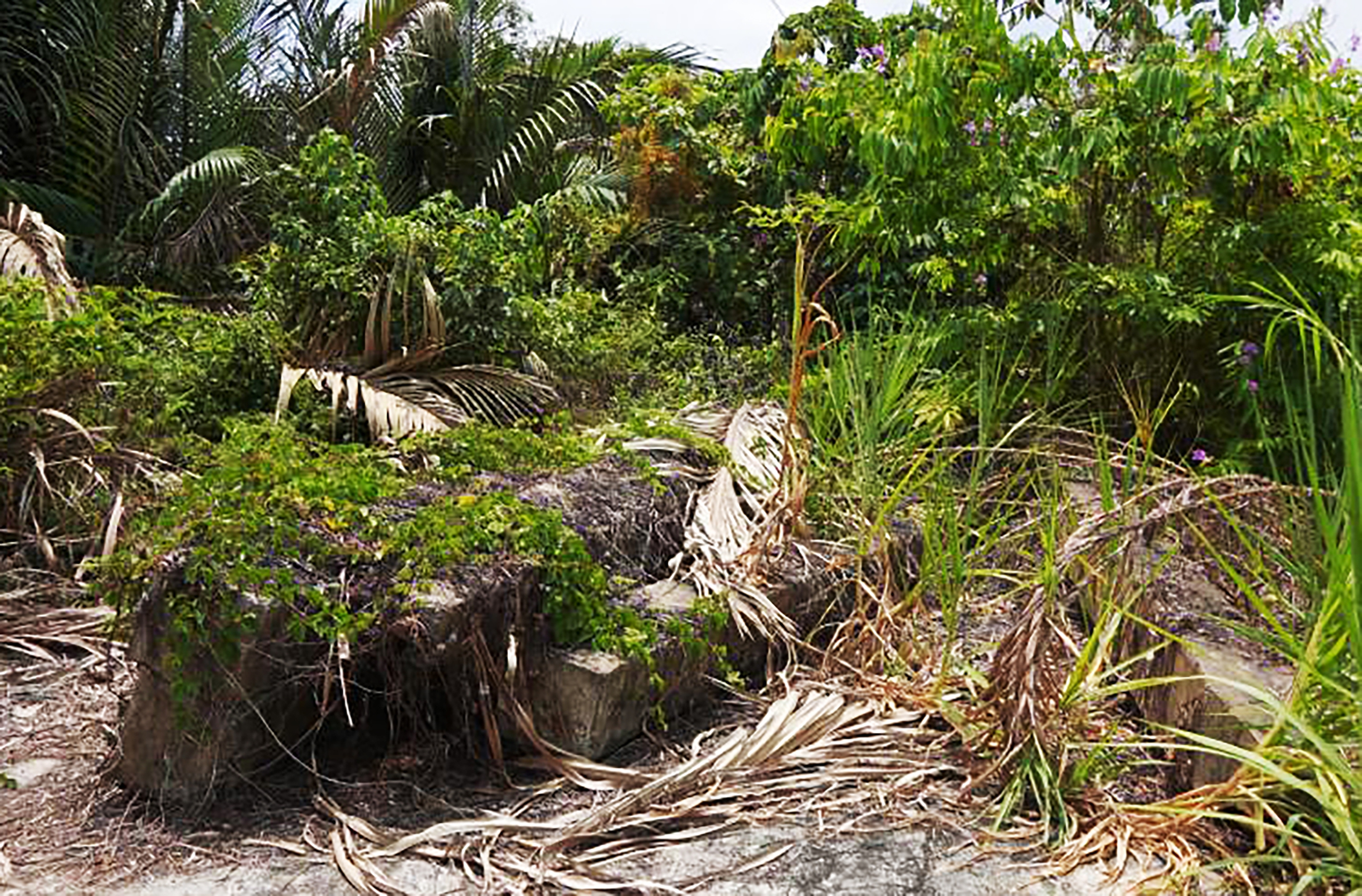 Cần Thơ: T&aacute;i khởi động dự &aacute;n cầu Trần Bạch Đằng sau 10 năm "bất động"- Ảnh 2.