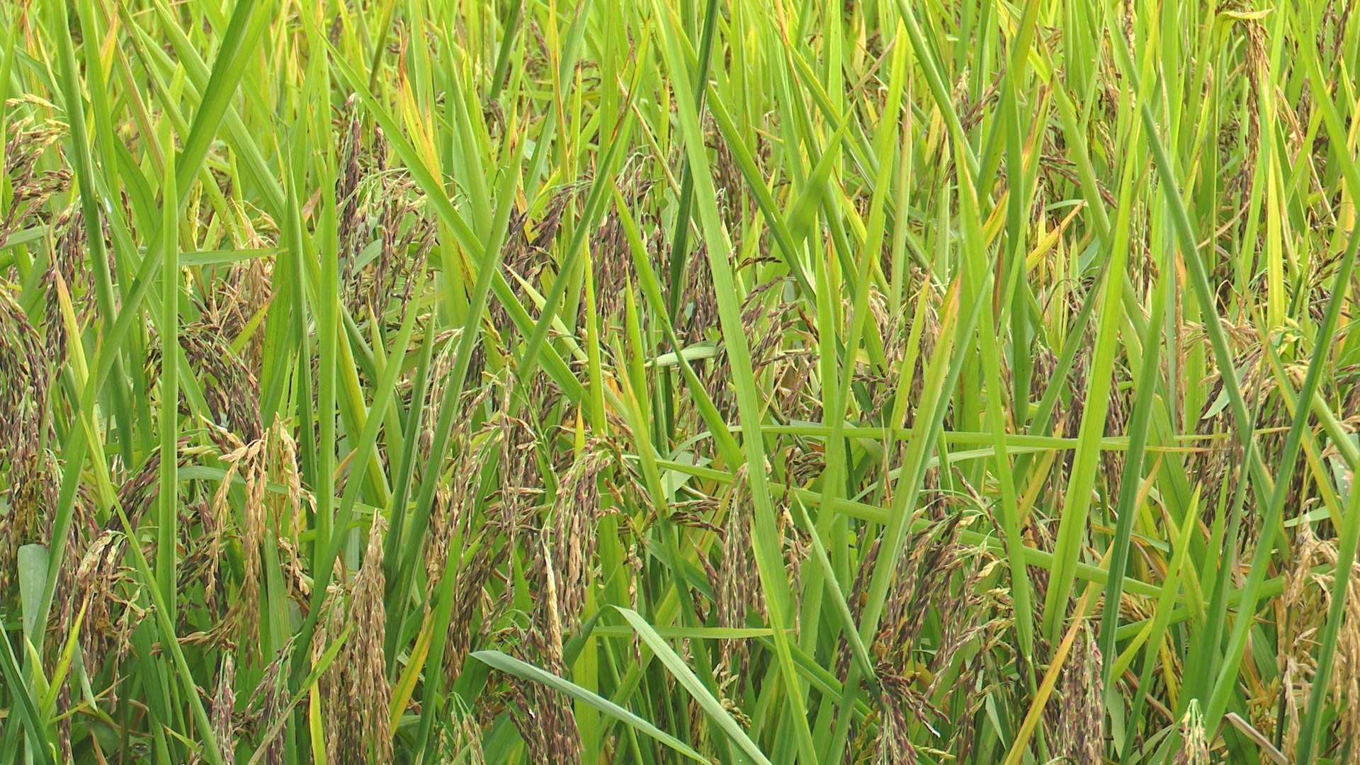 C&agrave; Mau: Giao th&ocirc;ng thuận lợi, n&ocirc;ng d&acirc;n thu hoạch l&uacute;a phấn khởi- Ảnh 3.