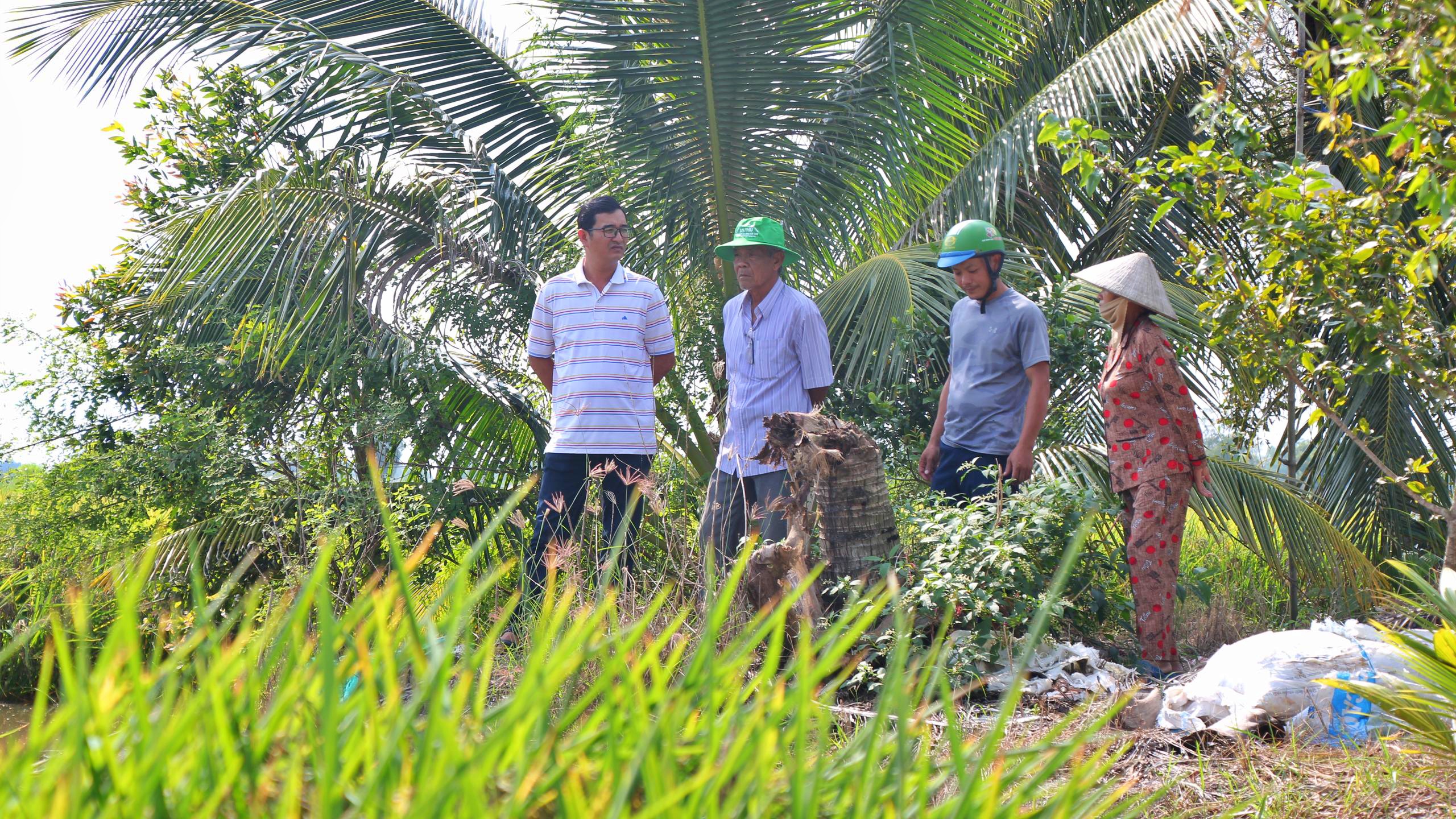 C&agrave; Mau: Giao th&ocirc;ng thuận lợi, n&ocirc;ng d&acirc;n thu hoạch l&uacute;a phấn khởi- Ảnh 1.