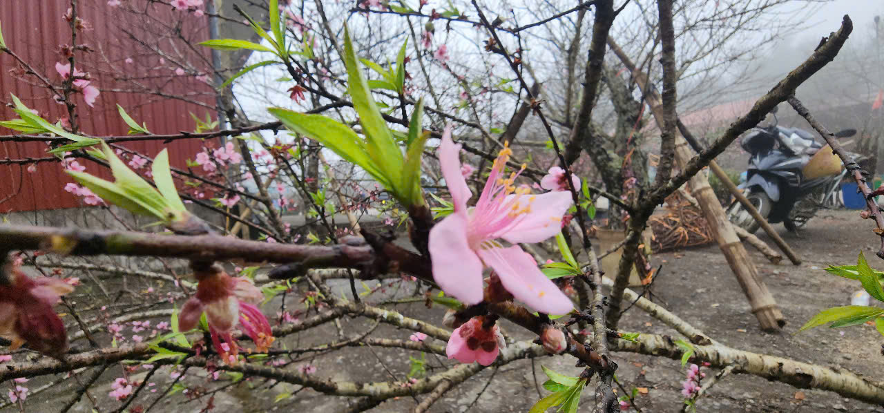 Đ&agrave;o, mận trắng v&ugrave;ng cao Sơn La tấp nập xuống phố- Ảnh 5.