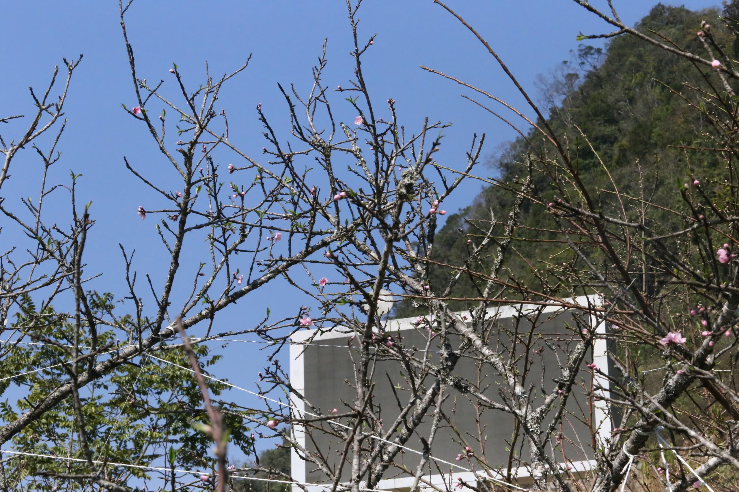 Đ&agrave;o, mận trắng v&ugrave;ng cao Sơn La tấp nập xuống phố- Ảnh 3.