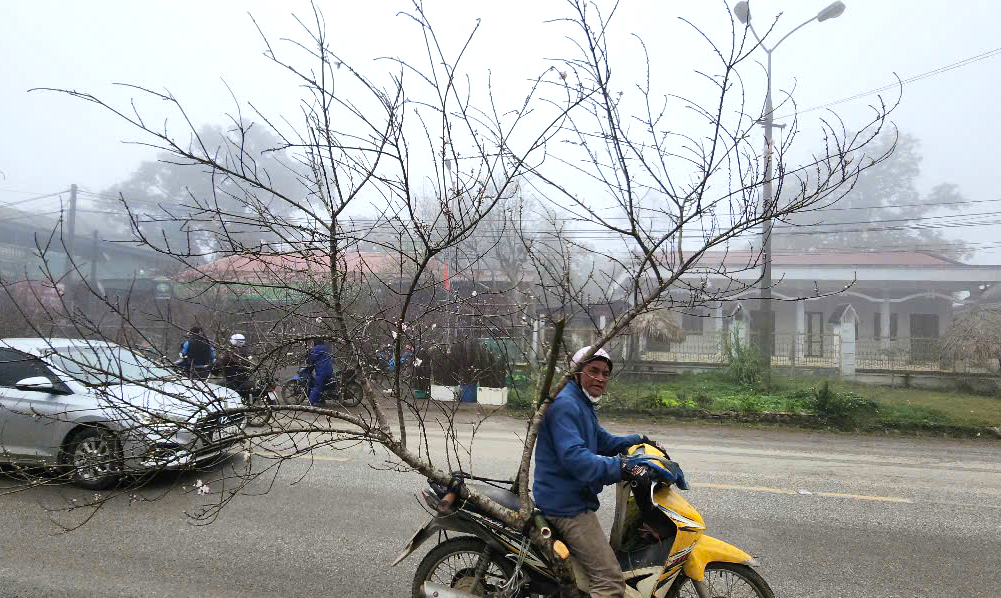 Đ&agrave;o, mận trắng v&ugrave;ng cao Sơn La tấp nập xuống phố- Ảnh 6.