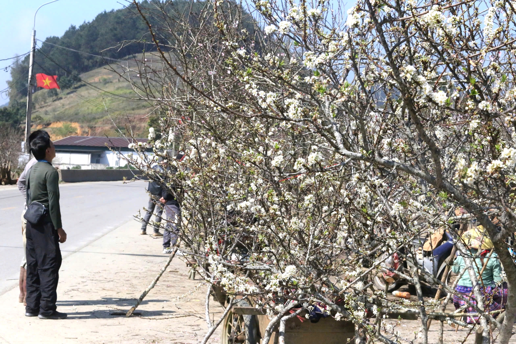 Đ&agrave;o, mận trắng v&ugrave;ng cao Sơn La tấp nập xuống phố- Ảnh 7.