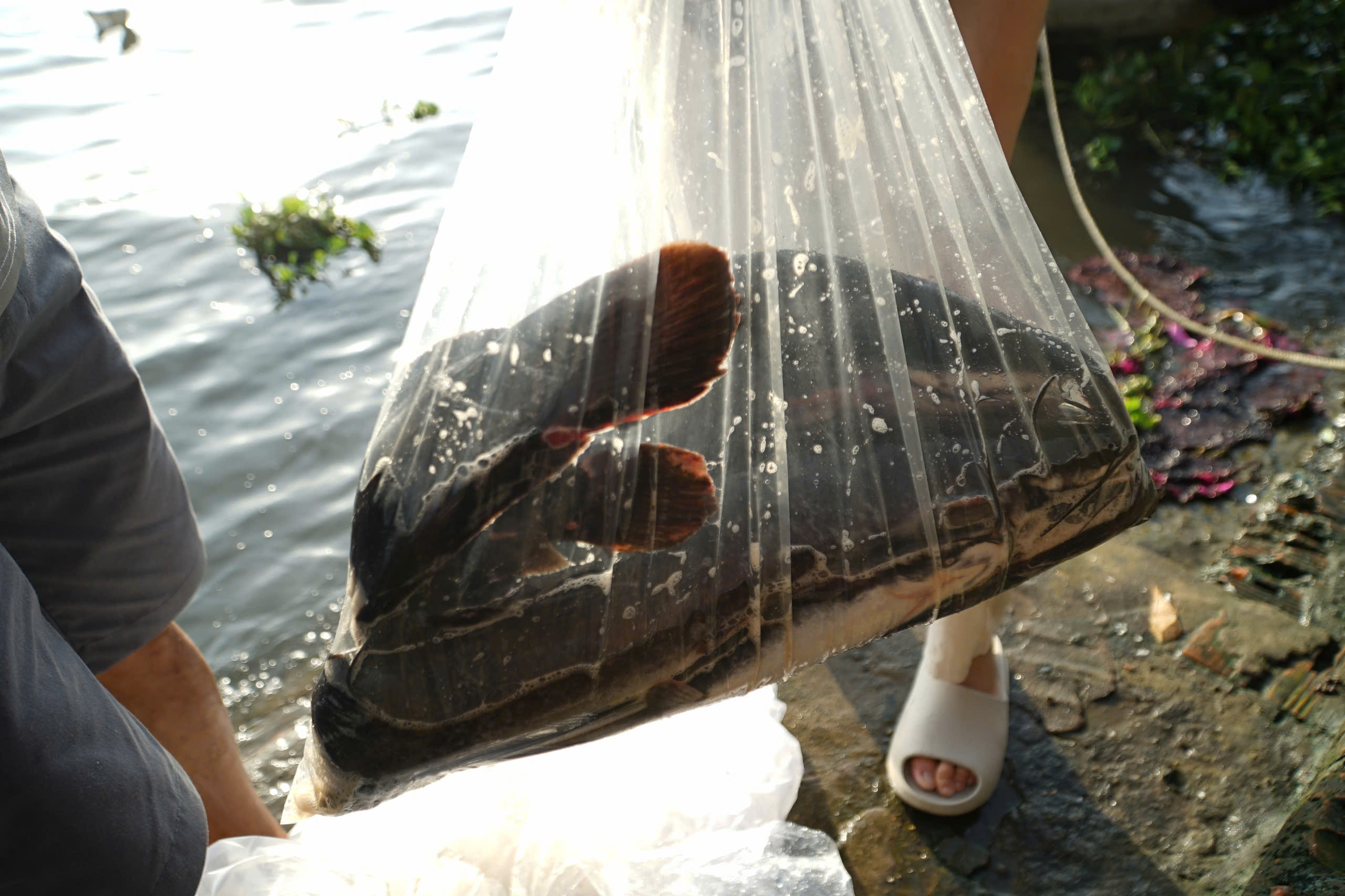 TP.HCM: Nhộn nhịp kh&ocirc;ng kh&iacute; ng&agrave;y "đưa &ocirc;ng C&ocirc;ng, &ocirc;ng T&aacute;o"- Ảnh 10.