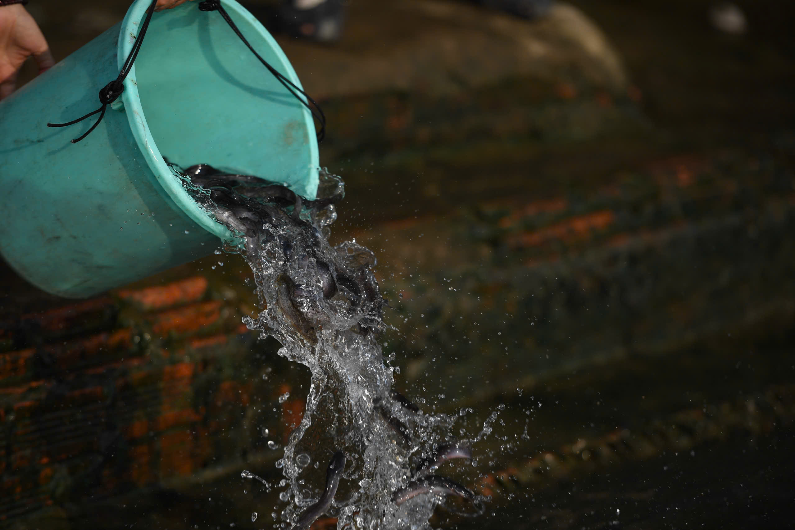 TP.HCM: Nhộn nhịp kh&ocirc;ng kh&iacute; ng&agrave;y "đưa &ocirc;ng C&ocirc;ng, &ocirc;ng T&aacute;o"- Ảnh 13.