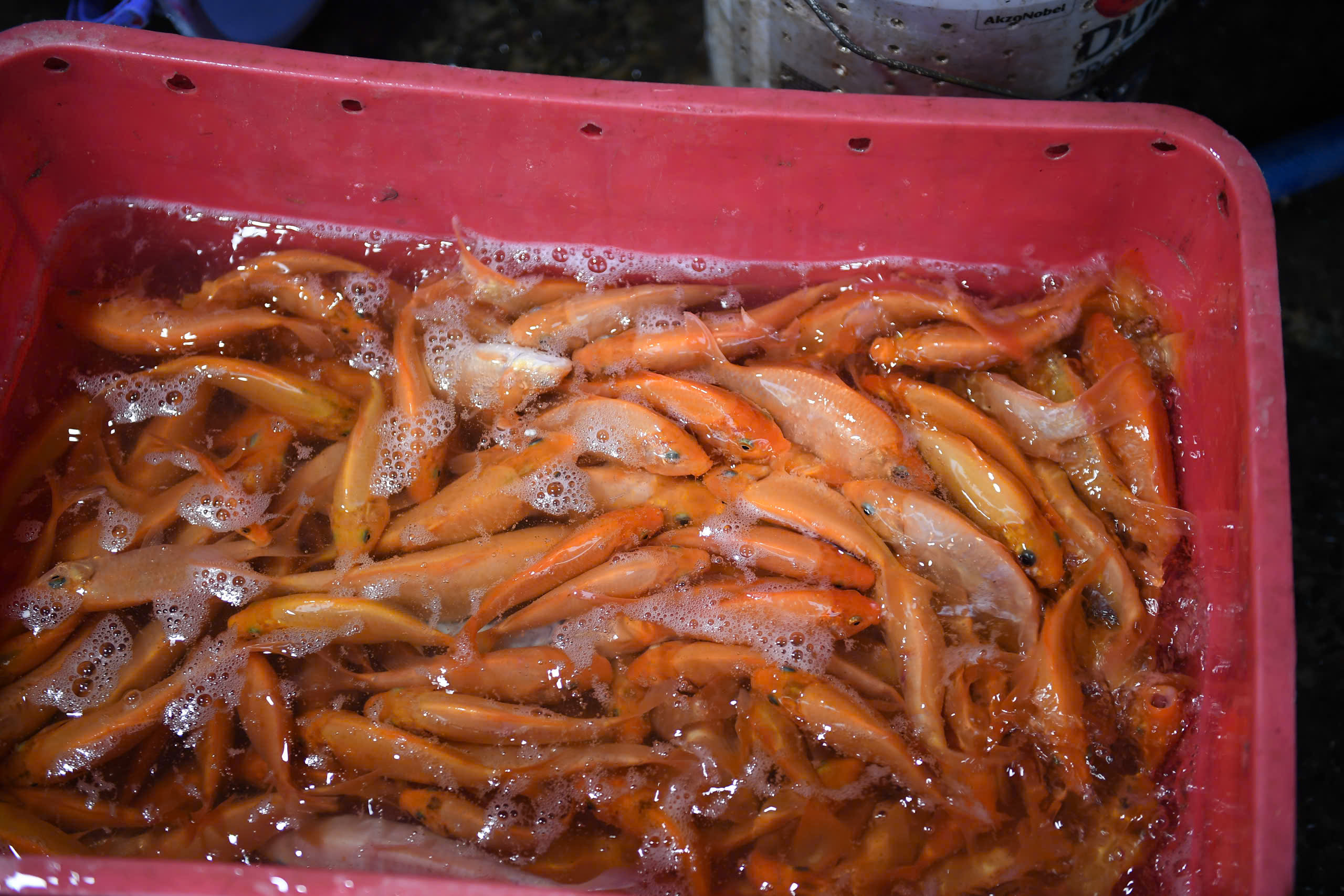 TP.HCM: Nhộn nhịp kh&ocirc;ng kh&iacute; ng&agrave;y "đưa &ocirc;ng C&ocirc;ng, &ocirc;ng T&aacute;o"- Ảnh 6.