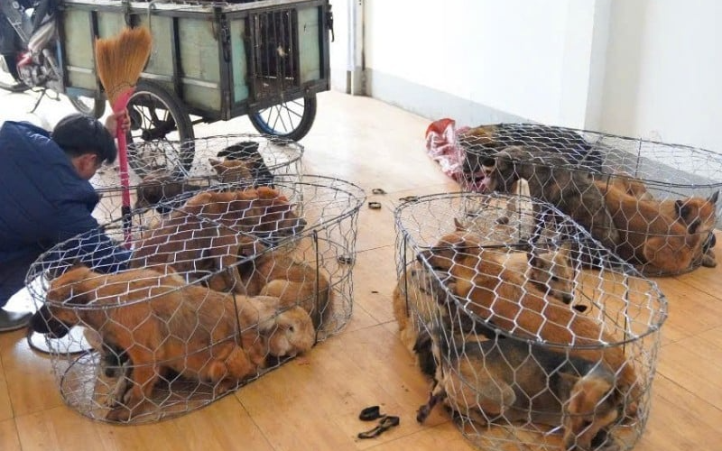 Gia Lai: Phát hiện 2 nạn nhân tử vong gần chiếc ô tô chìm dưới mương nước- Ảnh 2. Gia Lai: Khởi tố, tạm giam 6 đối tượng vụ trộm hơn 5.000 con chó