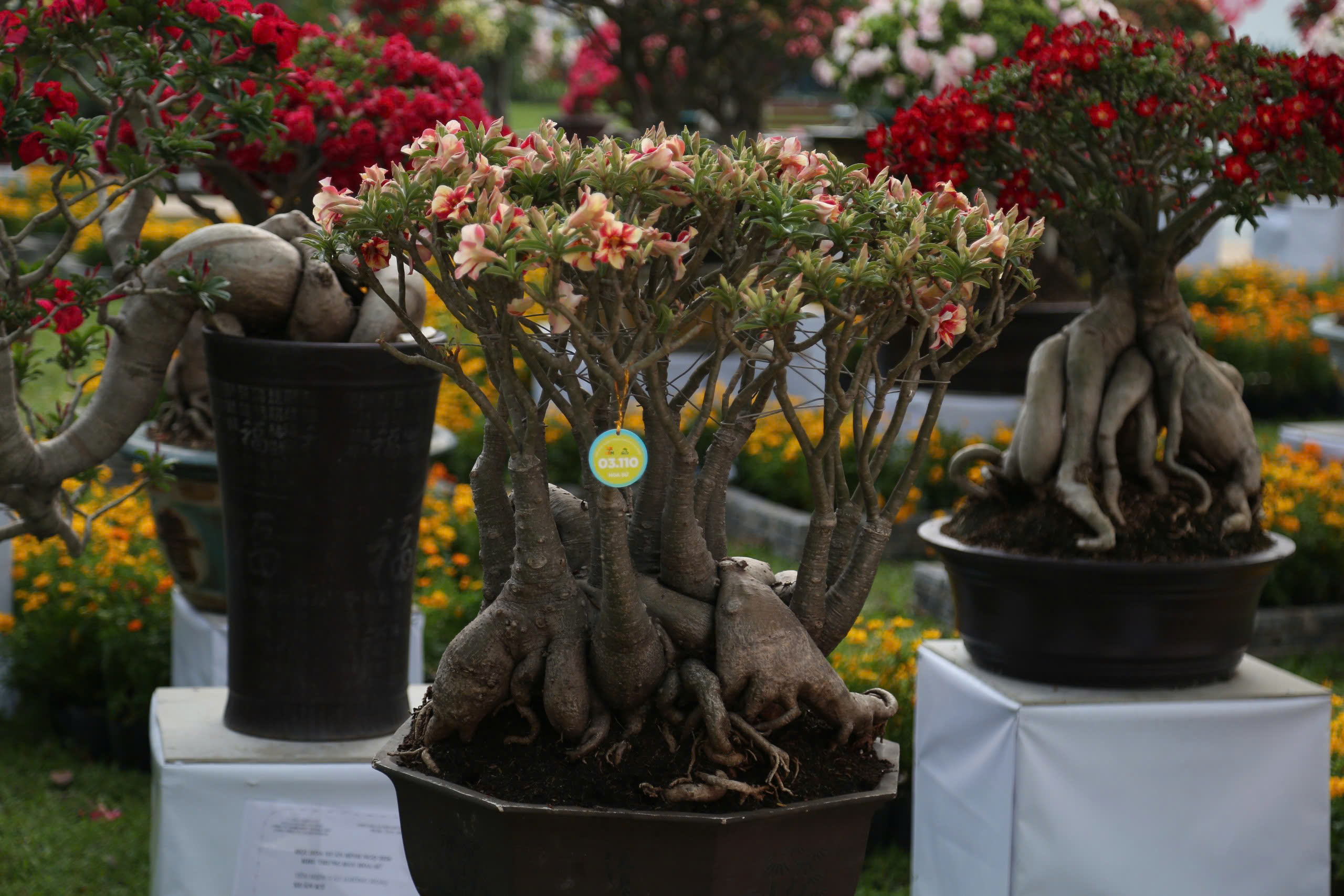 TP.HCM rộn ràng điểm du xuân, thu hút người dân dịp tết Bính Ngọ 2026- Ảnh 7. TP.HCM rộn ràng điểm du xuân, thu hút người dân dịp tết Bính Ngọ 2026- Ảnh 7.