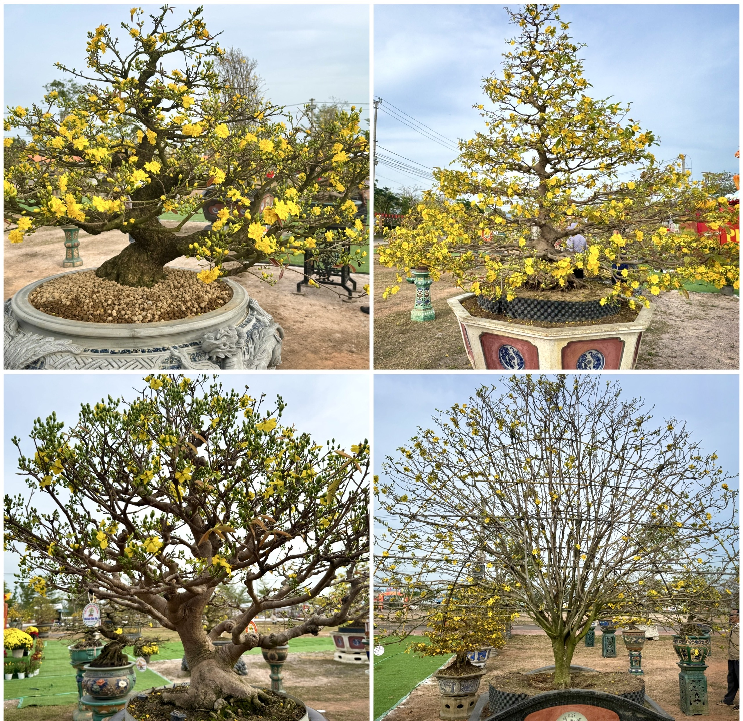 Gia Lai: Hơn 150 t&aacute;c phẩm mai v&agrave;ng khoe sắc tại Lễ hội mai v&agrave;ng An Nhơn Đ&ocirc;ng 2026- Ảnh 2.