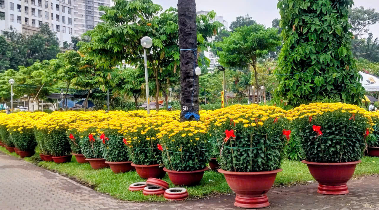 TP.HCM: Hoa Tết bình dân “cháy hàng”, mai mini vài chục nghìn đồng hút khách- Ảnh 6. TP.HCM: Hoa Tết bình dân “cháy hàng”, mai mini vài chục nghìn đồng hút khách- Ảnh 6.