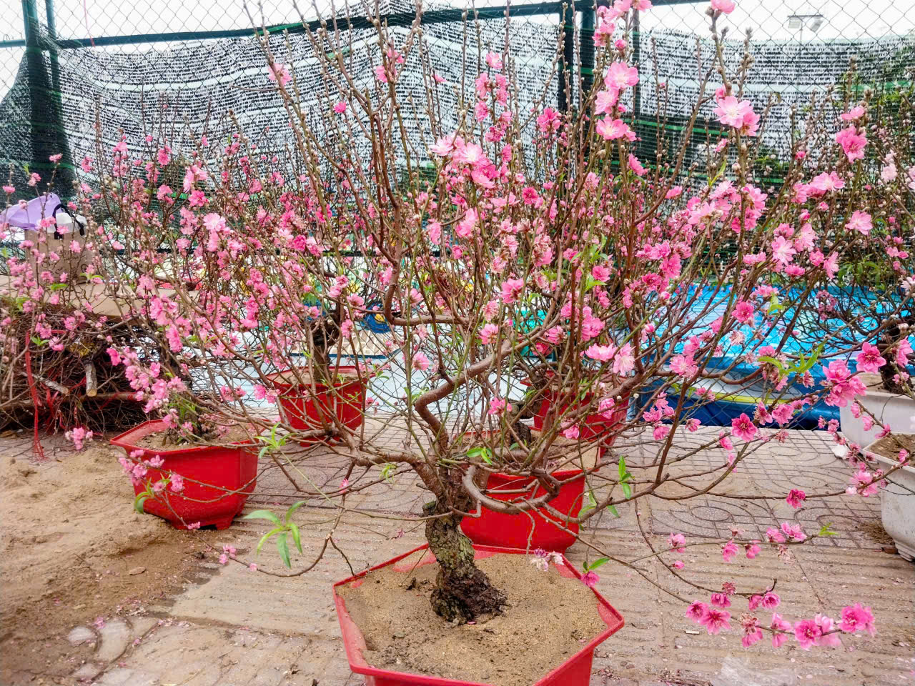 TP.HCM: Hoa Tết bình dân “cháy hàng”, mai mini vài chục nghìn đồng hút khách- Ảnh 4. TP.HCM: Hoa Tết bình dân “cháy hàng”, mai mini vài chục nghìn đồng hút khách- Ảnh 4.