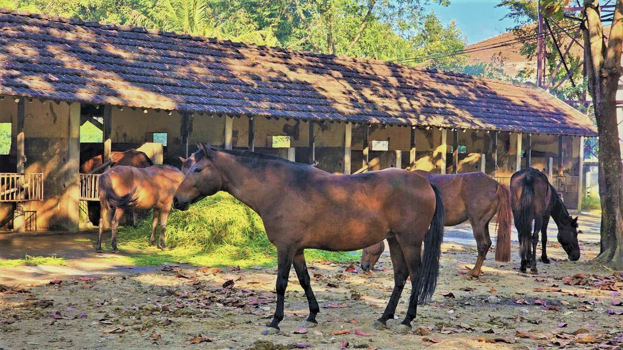 Những ch&uacute; ngựa c&oacute; sứ mệnh đặc biệt- Ảnh 1.