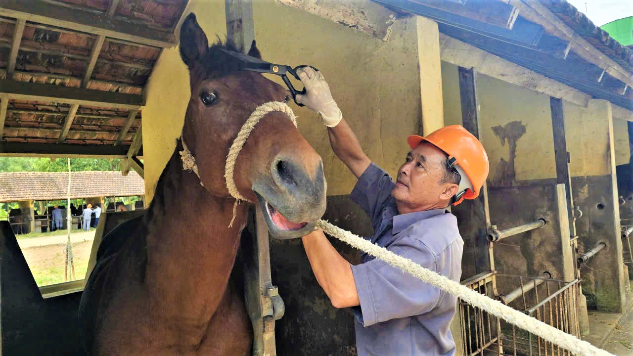 Những ch&uacute; ngựa c&oacute; sứ mệnh đặc biệt- Ảnh 2.