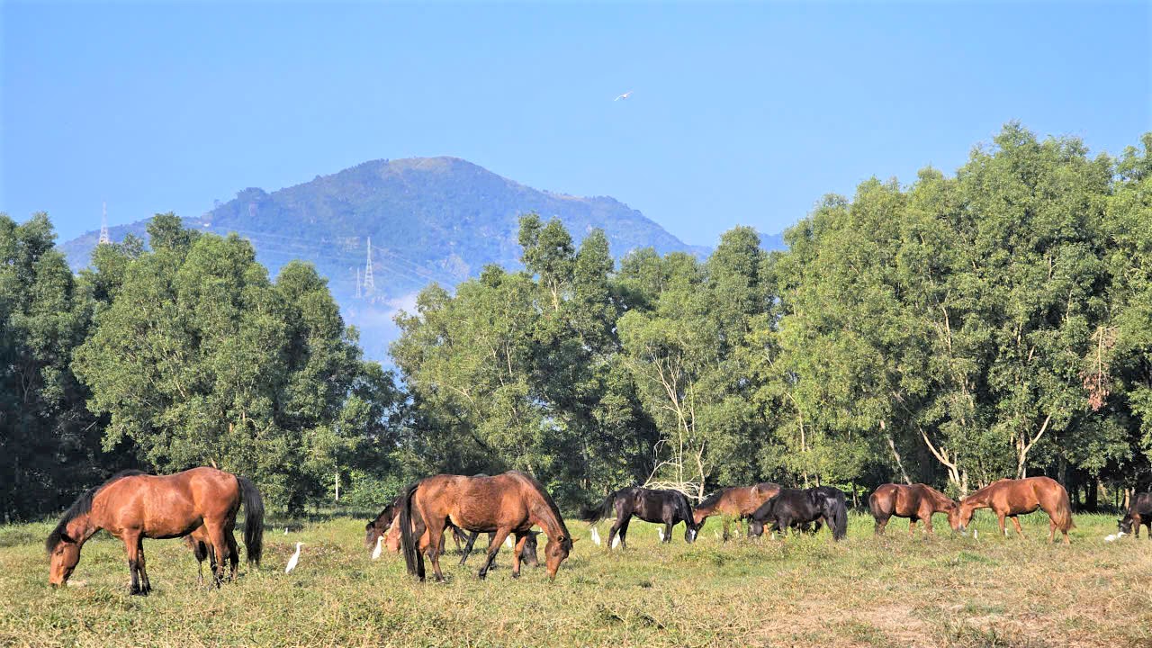 Những ch&uacute; ngựa c&oacute; sứ mệnh đặc biệt- Ảnh 3.