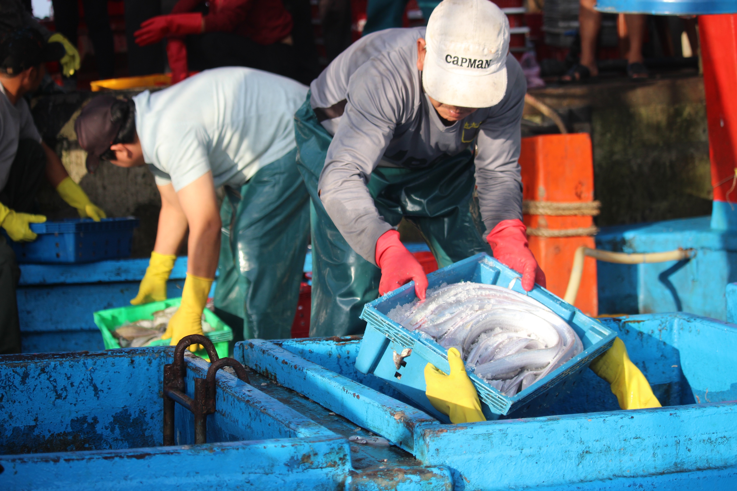 Ngư dân Quảng Trị vươn khơi, khoang tàu đầy ắp “lộc” biển đầu năm- Ảnh 2. Ngư dân Quảng Trị vươn khơi, khoang tàu đầy ắp “lộc” biển đầu năm- Ảnh 2.