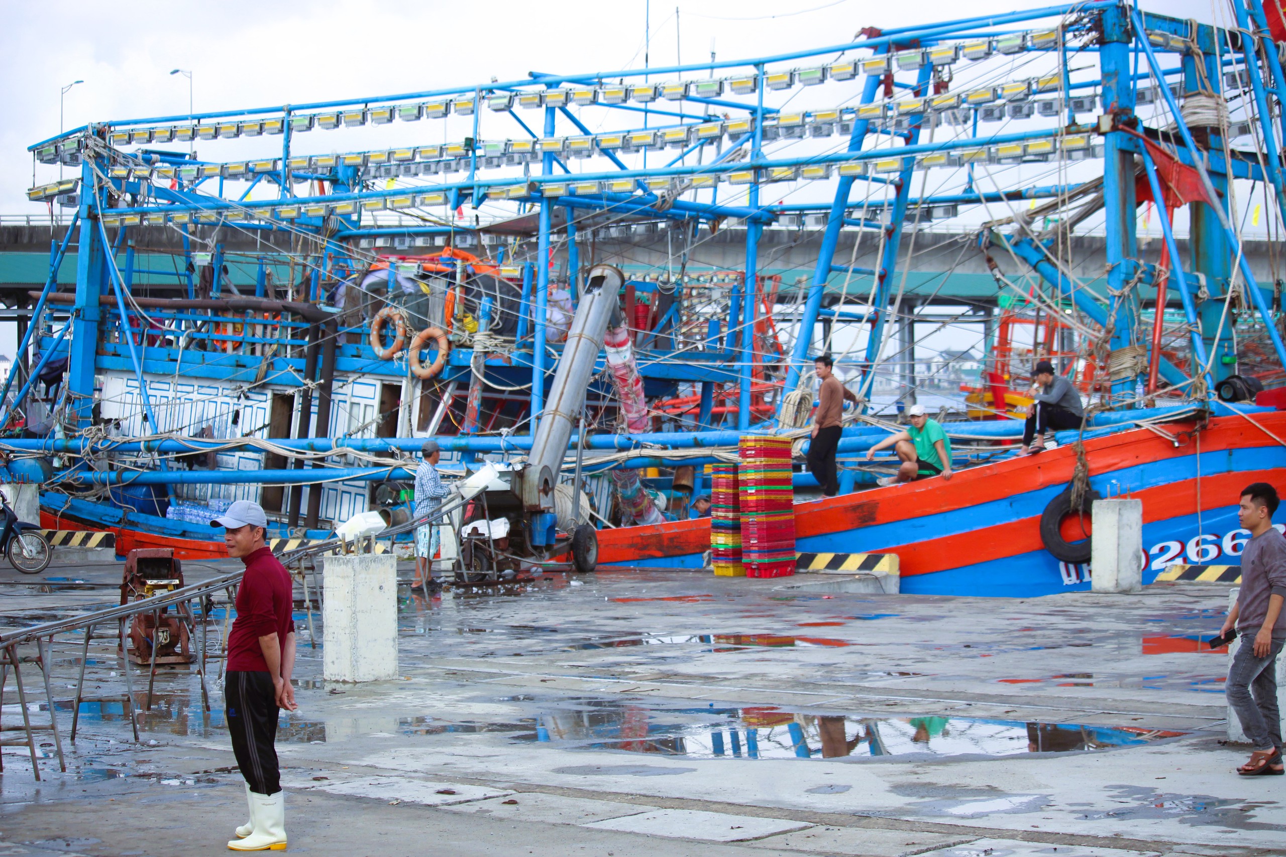 Ngư dân Quảng Trị vươn khơi, khoang tàu đầy ắp “lộc” biển đầu năm- Ảnh 4. Ngư dân Quảng Trị vươn khơi, khoang tàu đầy ắp “lộc” biển đầu năm- Ảnh 4.