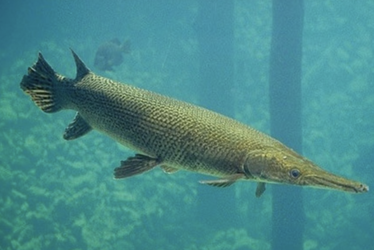 Công an Thanh Hóa thông tin vụ 11 người nhập viện sau khi ăn trứng cá sấu hỏa tiễn- Ảnh 1. Công an Thanh Hóa thông tin vụ 11 người nhập viện sau khi ăn trứng cá sấu hỏa tiễn- Ảnh 1.