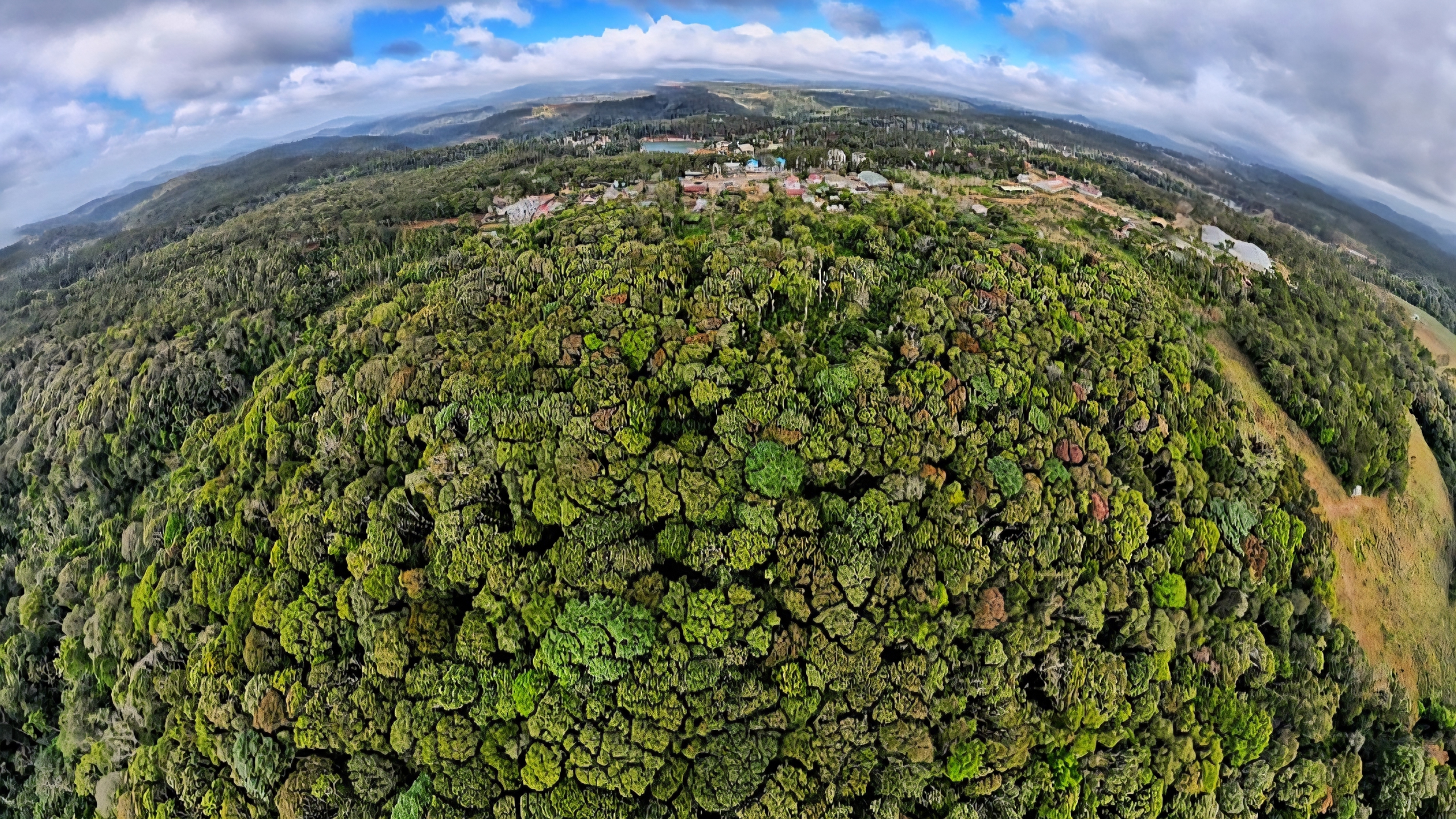 Độc đ&aacute;o t&aacute;n l&aacute; rừng gi&agrave; đường l&ecirc;n Măng Đen đổi m&agrave;u sang xu&acirc;n- Ảnh 4.