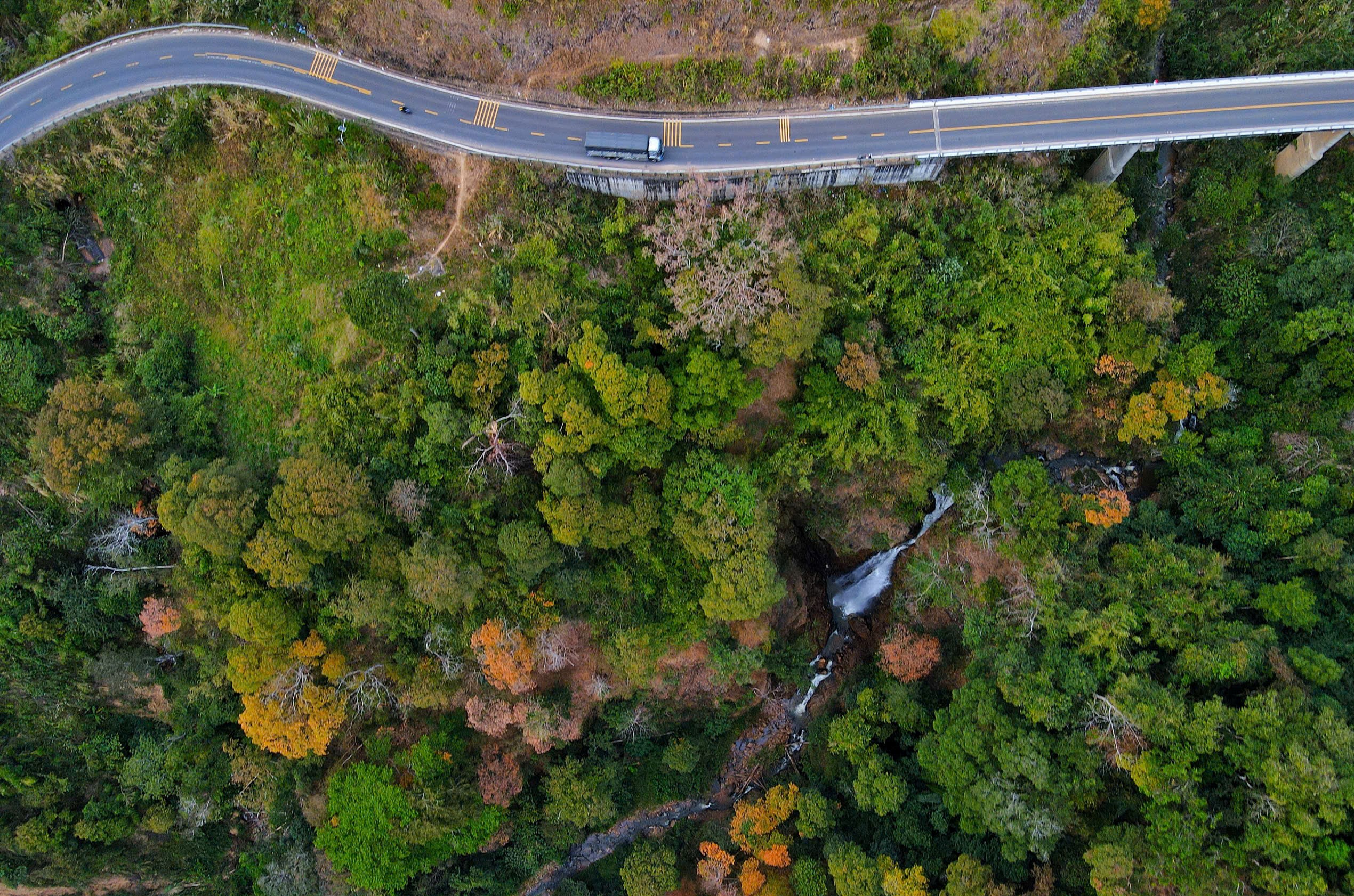 Độc đ&aacute;o t&aacute;n l&aacute; rừng gi&agrave; đường l&ecirc;n Măng Đen đổi m&agrave;u sang xu&acirc;n- Ảnh 6.