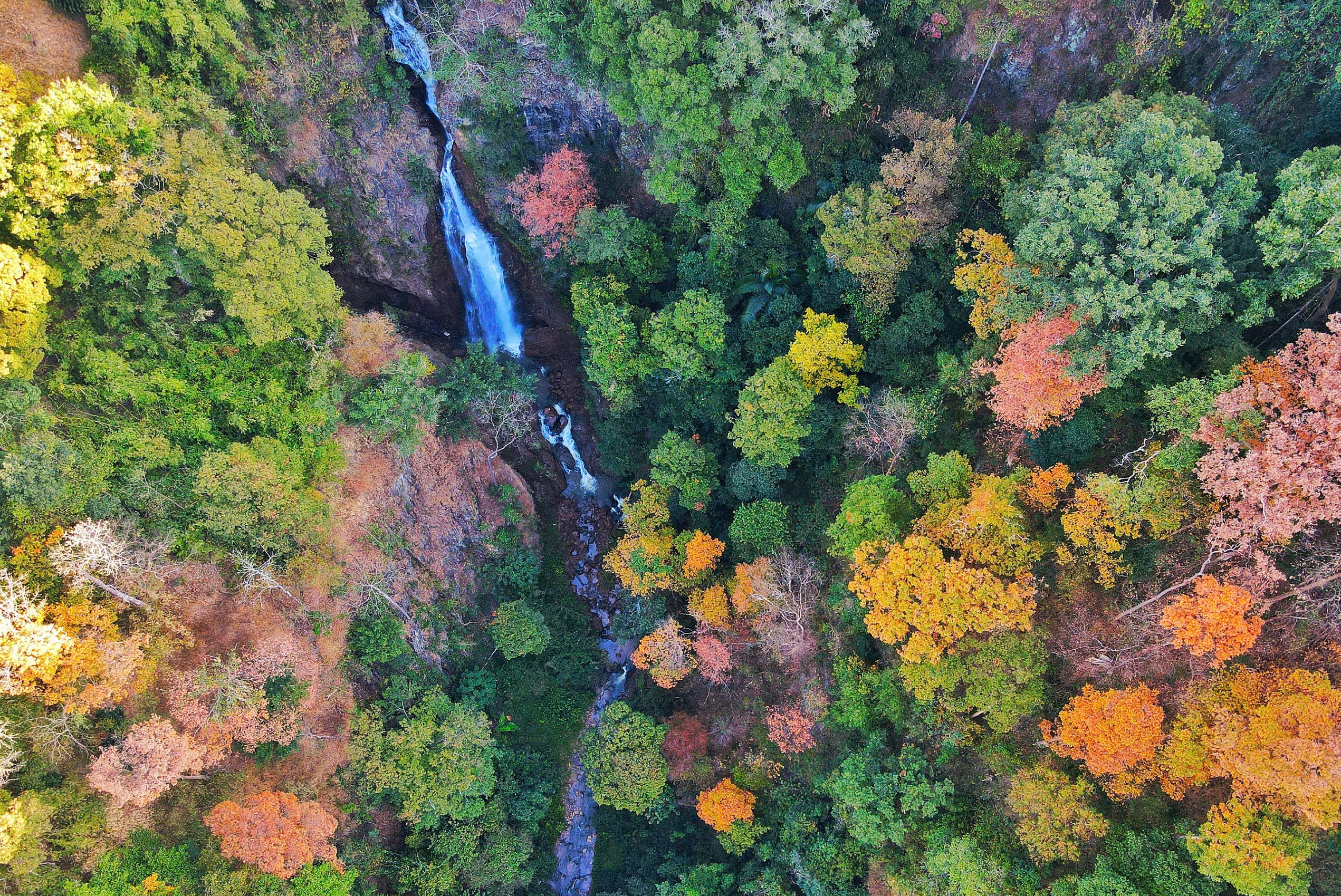 Độc đ&aacute;o t&aacute;n l&aacute; rừng gi&agrave; đường l&ecirc;n Măng Đen đổi m&agrave;u sang xu&acirc;n- Ảnh 7.