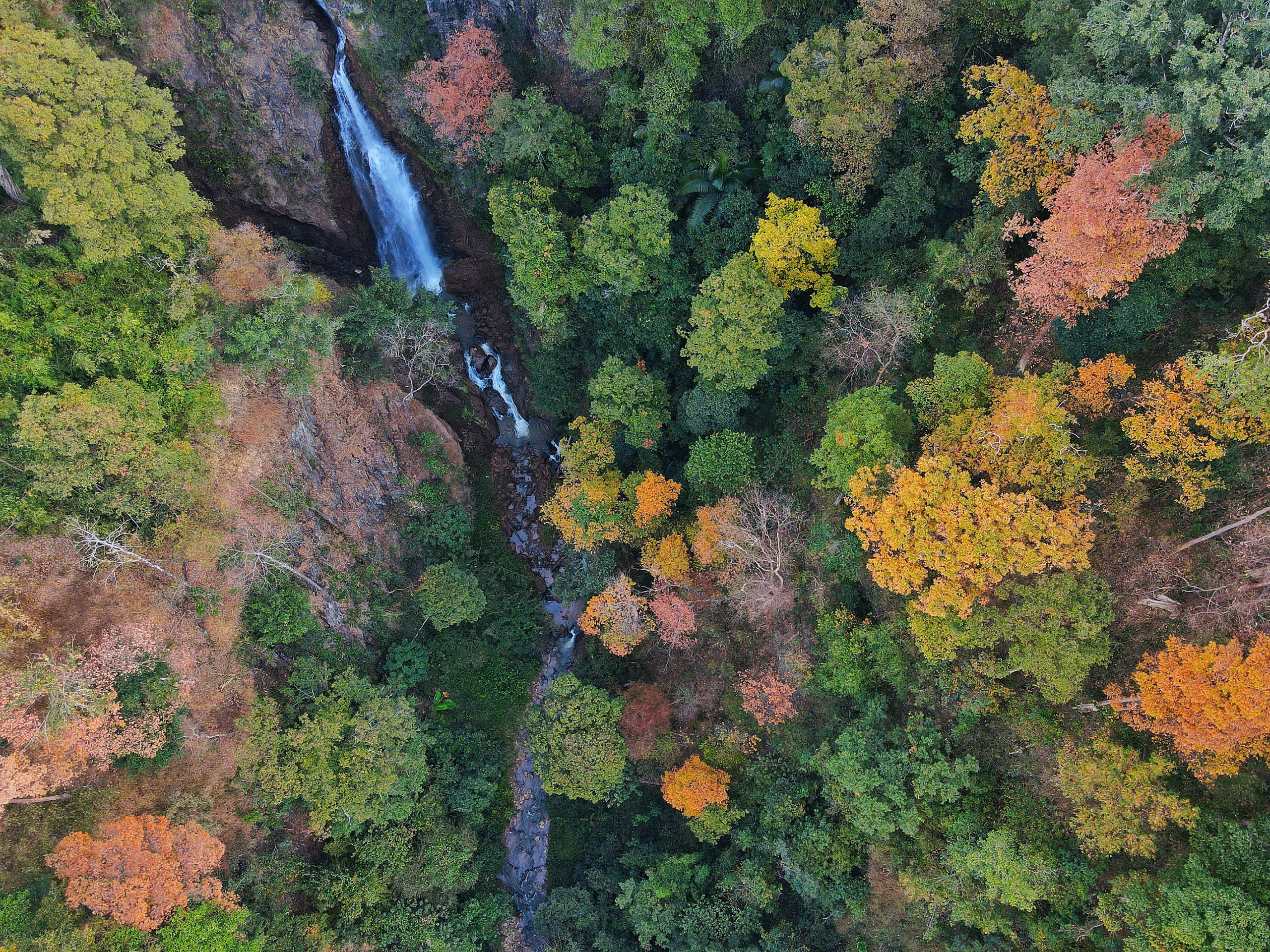 Độc đ&aacute;o t&aacute;n l&aacute; rừng gi&agrave; đường l&ecirc;n Măng Đen đổi m&agrave;u sang xu&acirc;n- Ảnh 10.